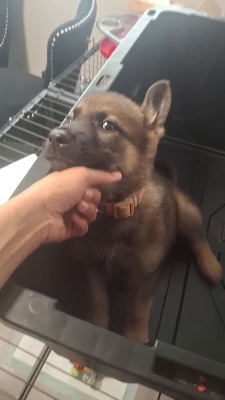German Shepherd dogs for sale: German Shepherd Puppy 1 - Video 1