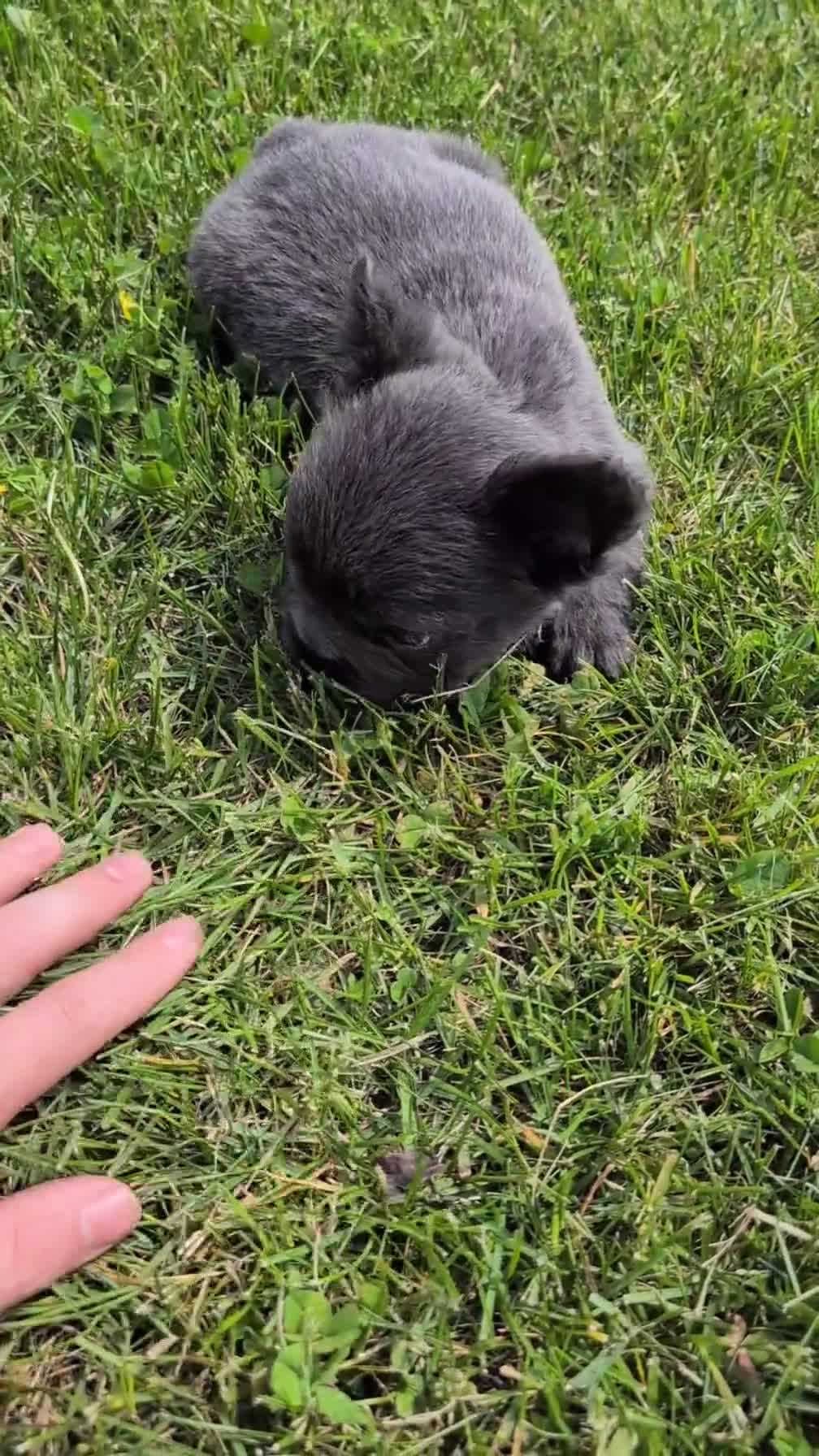 French Bulldog dogs for sale: Eden - Video 1