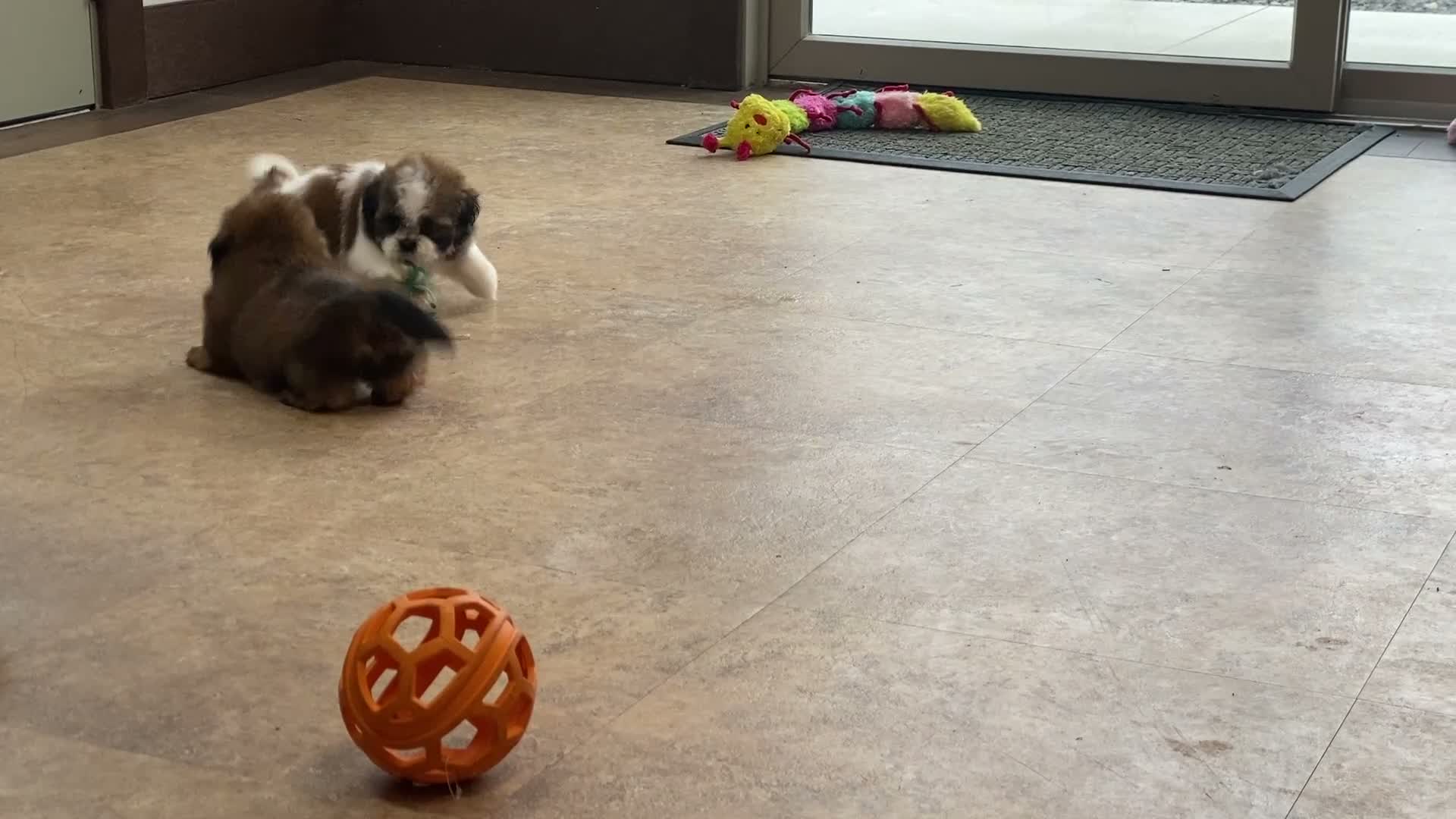 Shih Tzu dogs for sale: Lena - Video 3