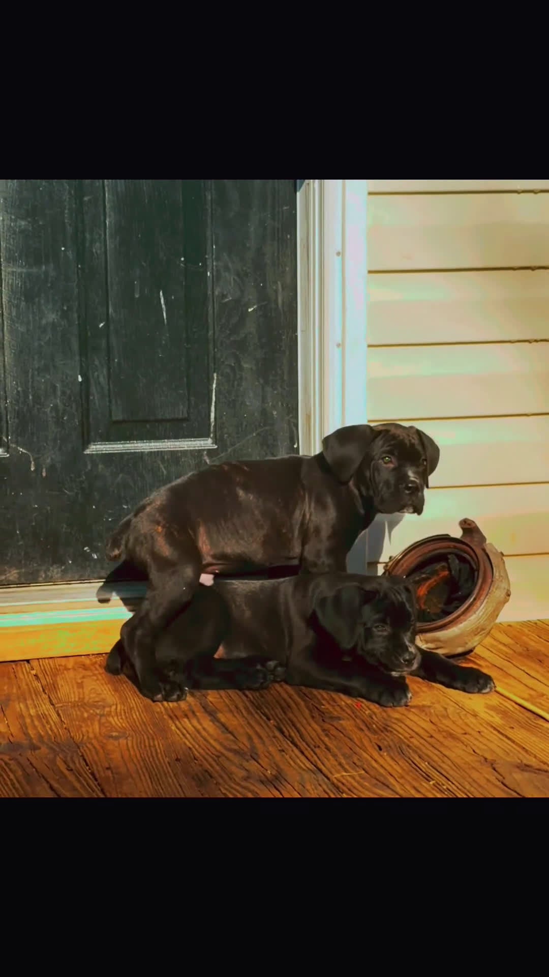 Cane Corso dogs for sale: Baby Boy  - Video 2