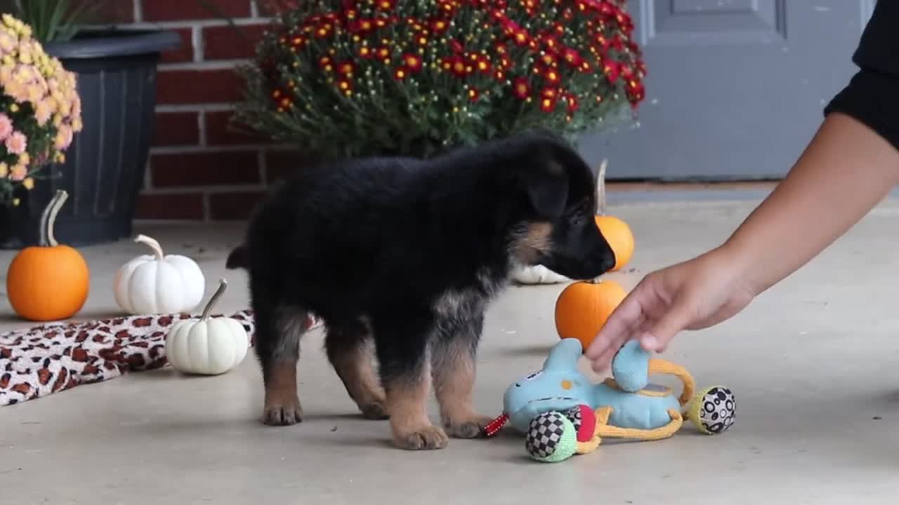 German Shepherd dogs for sale: Mason - Video 2
