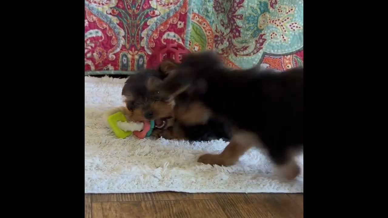 Yorkshire Terrier dogs for sale: MR Pepsi - Video 1