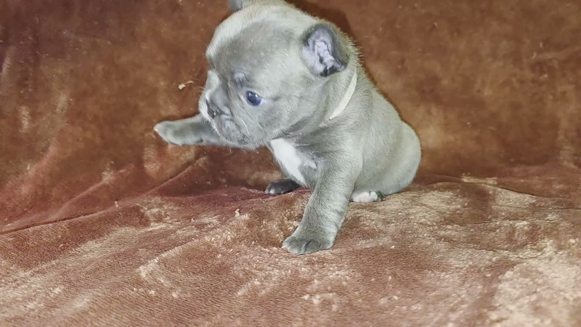 French Bulldog dogs for sale: Mable - Video 1