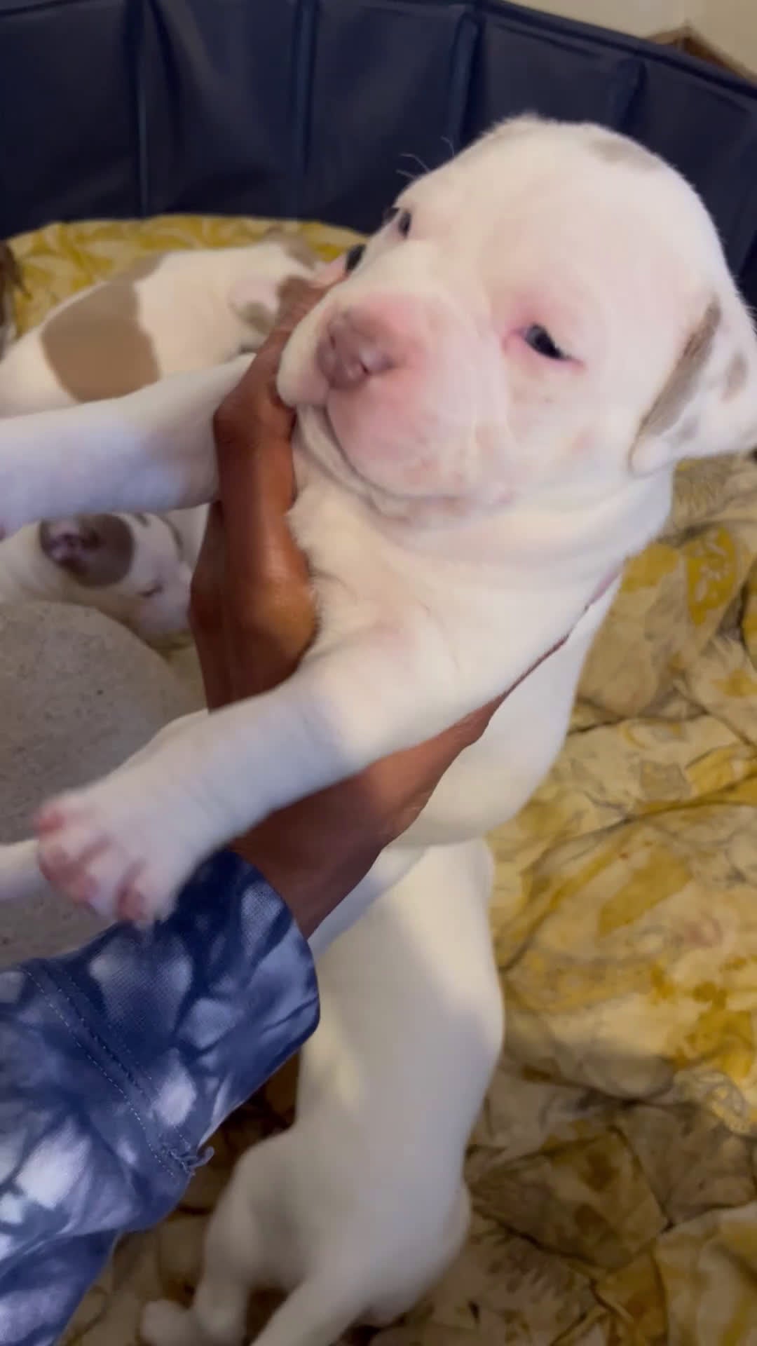 American Bully dogs for sale: American Bully Puppy 2 - Video 1