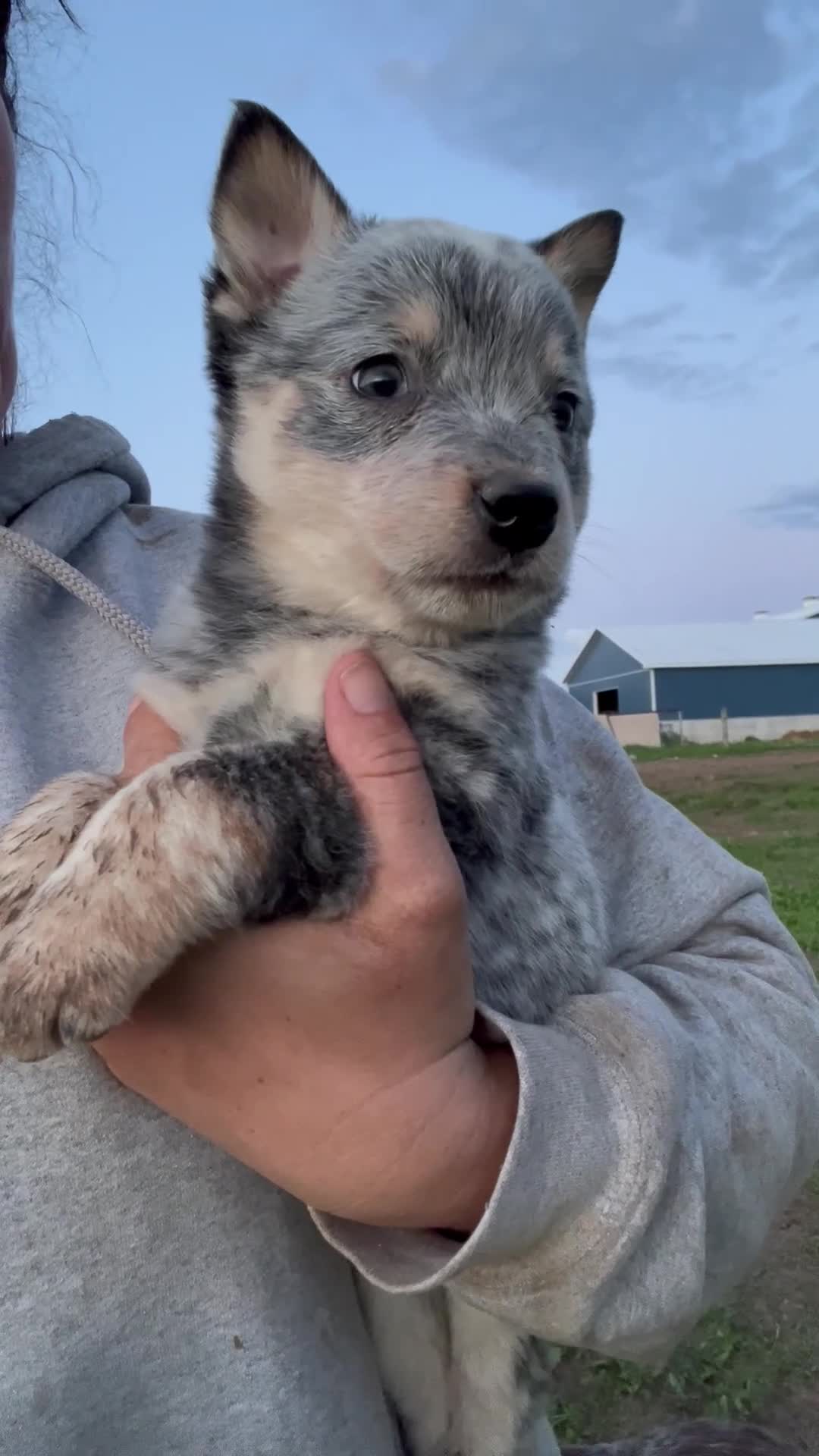 Australian Cattle Dog dogs for sale: Kayce - Video 1