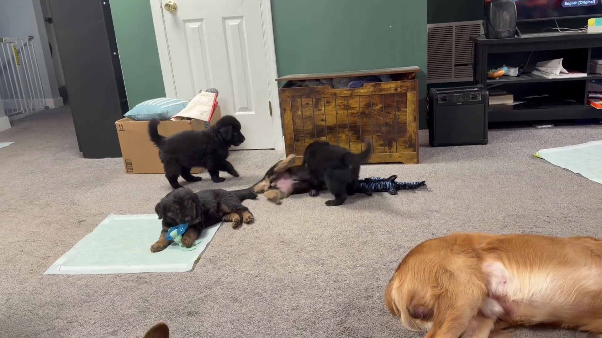 Golden Shepherd dogs for sale: Ike - Video 1