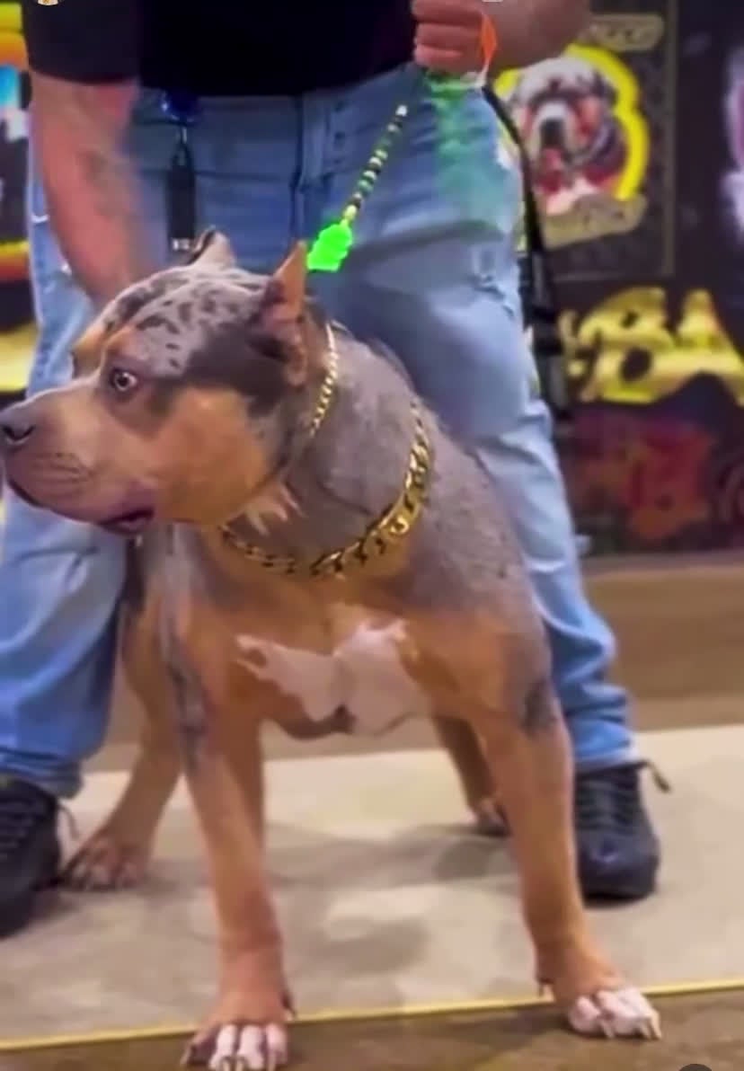 American Bully dogs for sale: Fawn ghost Merle  - Video 3