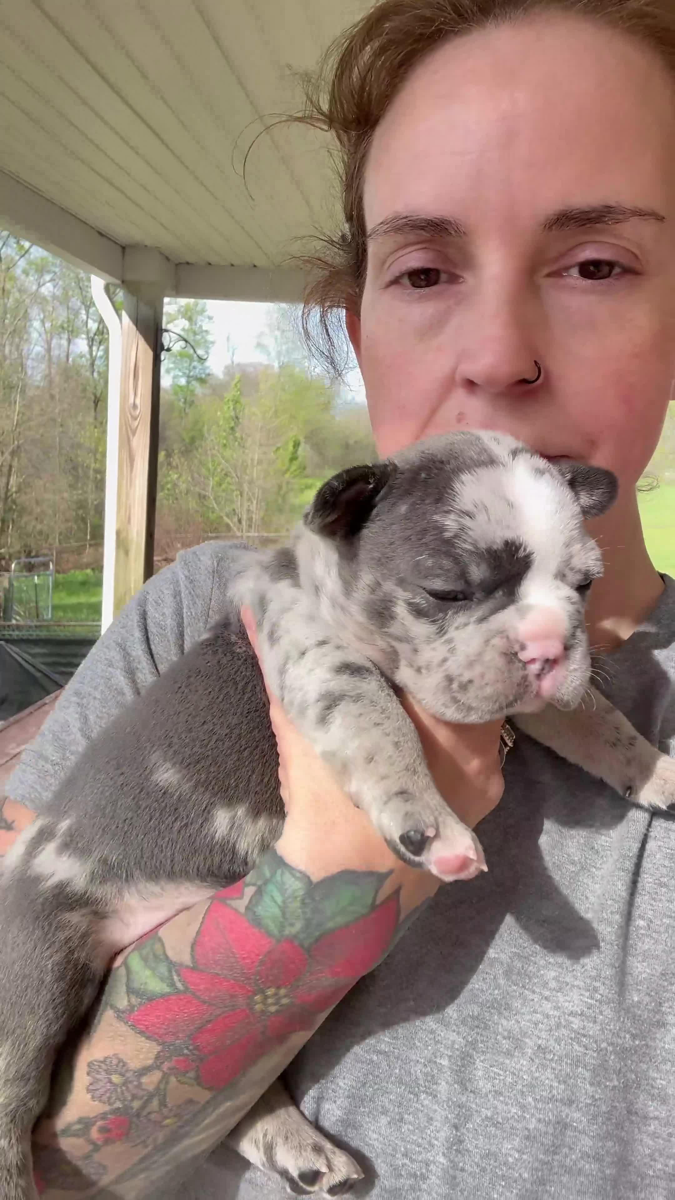 Frenchton dogs for sale: Frenchton Puppy 3 (walker) - Video 1