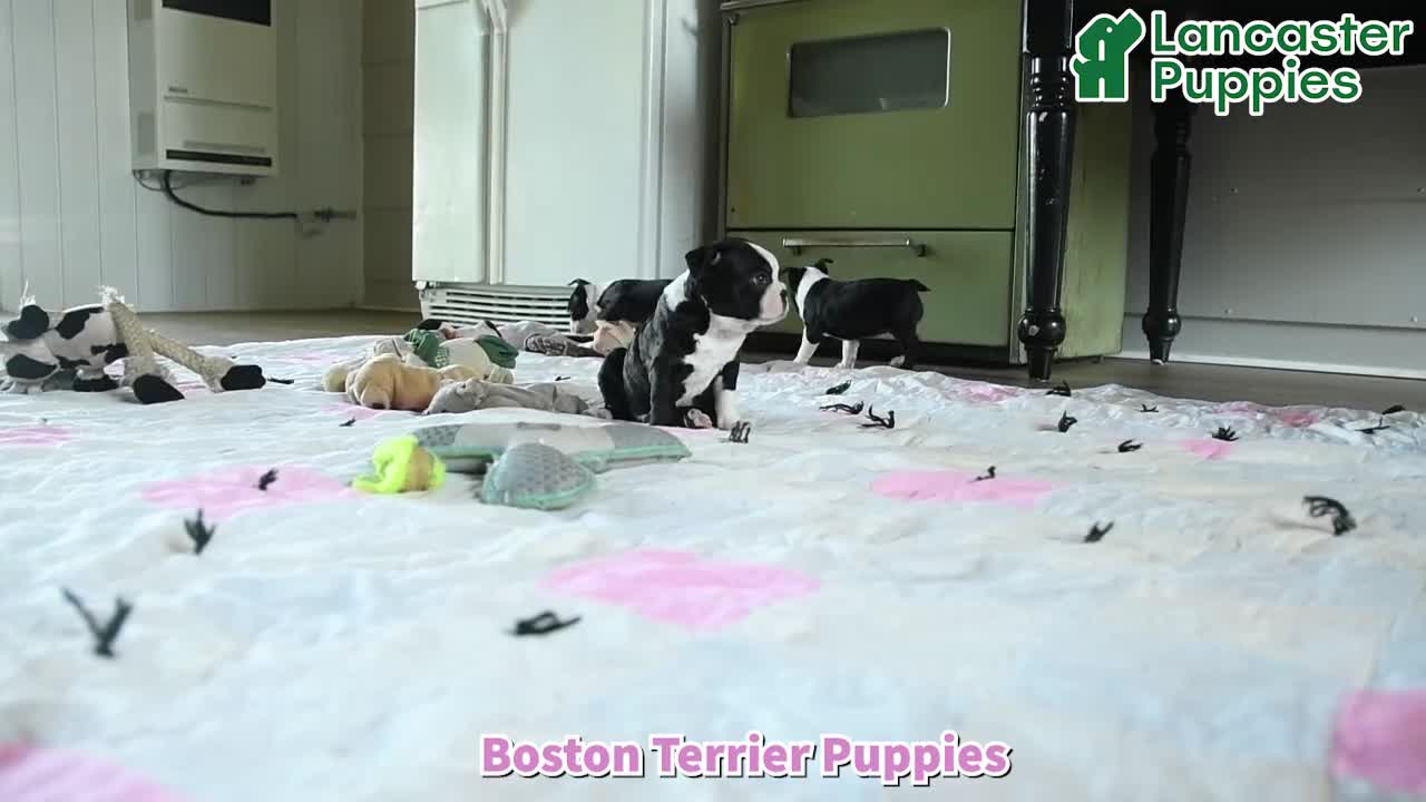 Boston Terrier dogs for sale: Vera - Video 1