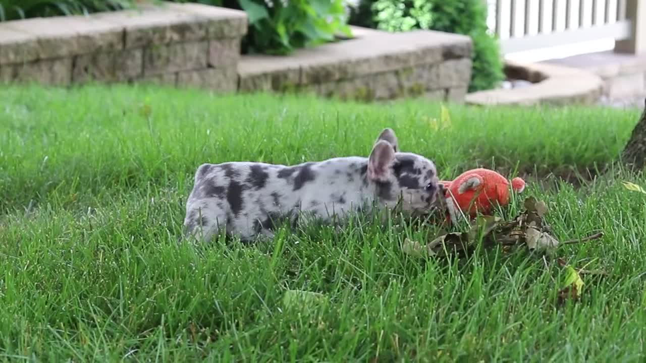 French Bulldog dogs for sale: Leah - Video 1