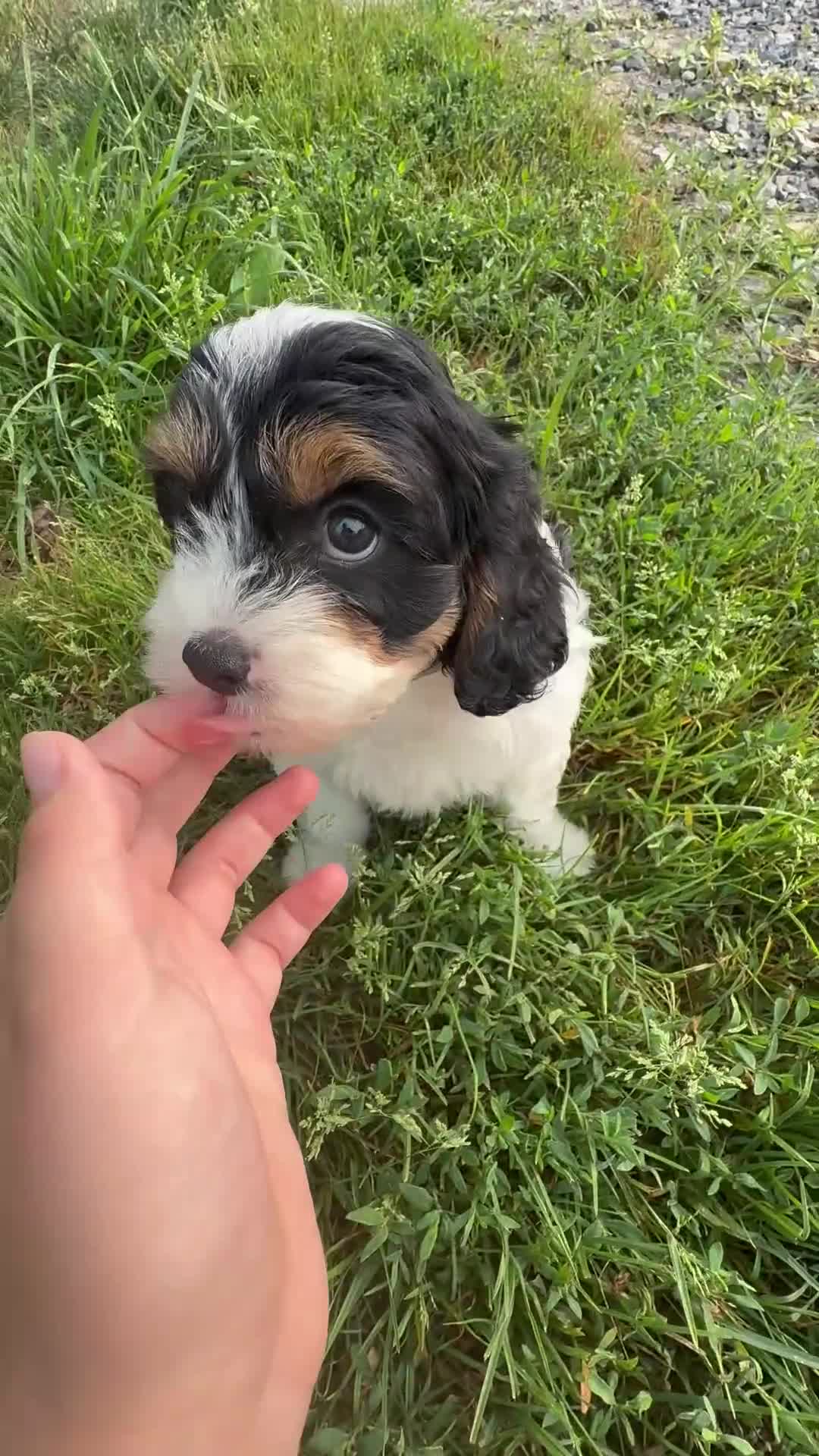 Cavapoo dogs for sale: Irena - Video 1