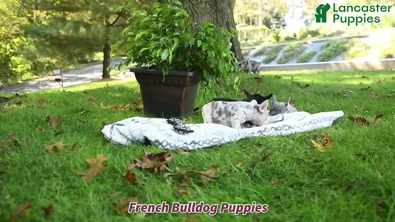 French Bulldog dogs for sale: Charlie - Video 1