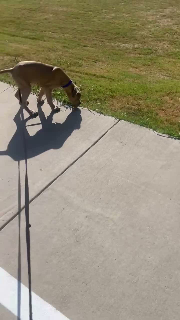 Cane Corso dogs for sale: Cane Corso 1 - Video 1