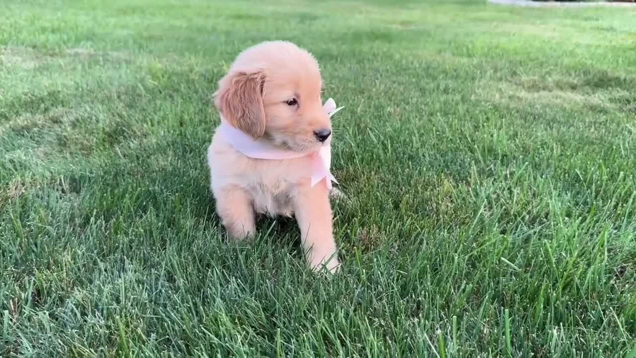 Golden Retriever dogs for sale: AKC Miss Penny - Video 1