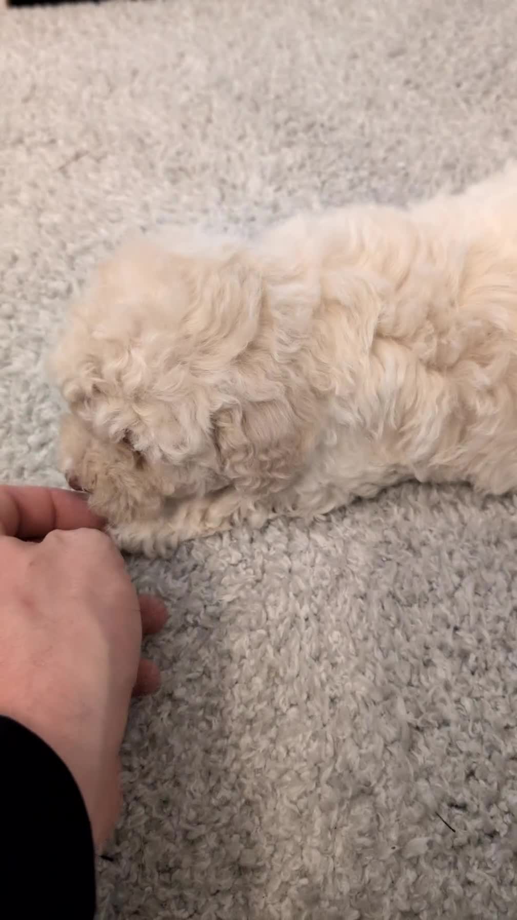 Maltipoo dogs for sale: Daisy - Video 1