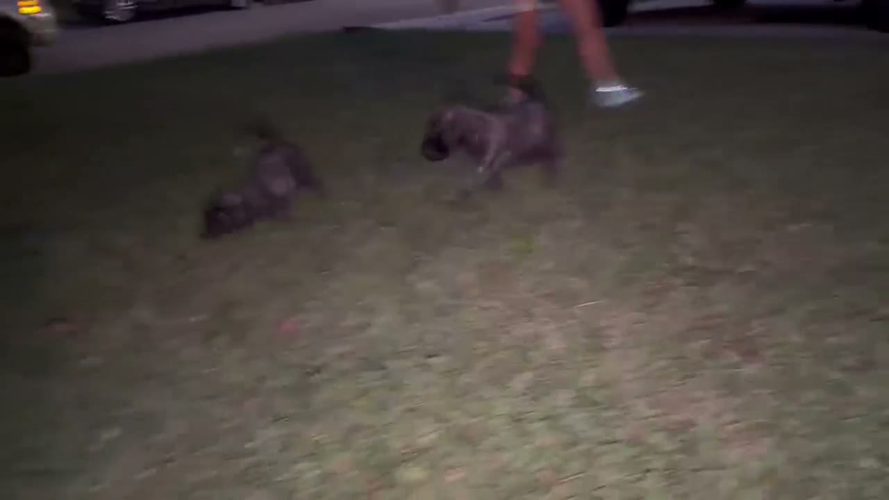 English Mastiff dogs for sale: speckle - Video 1