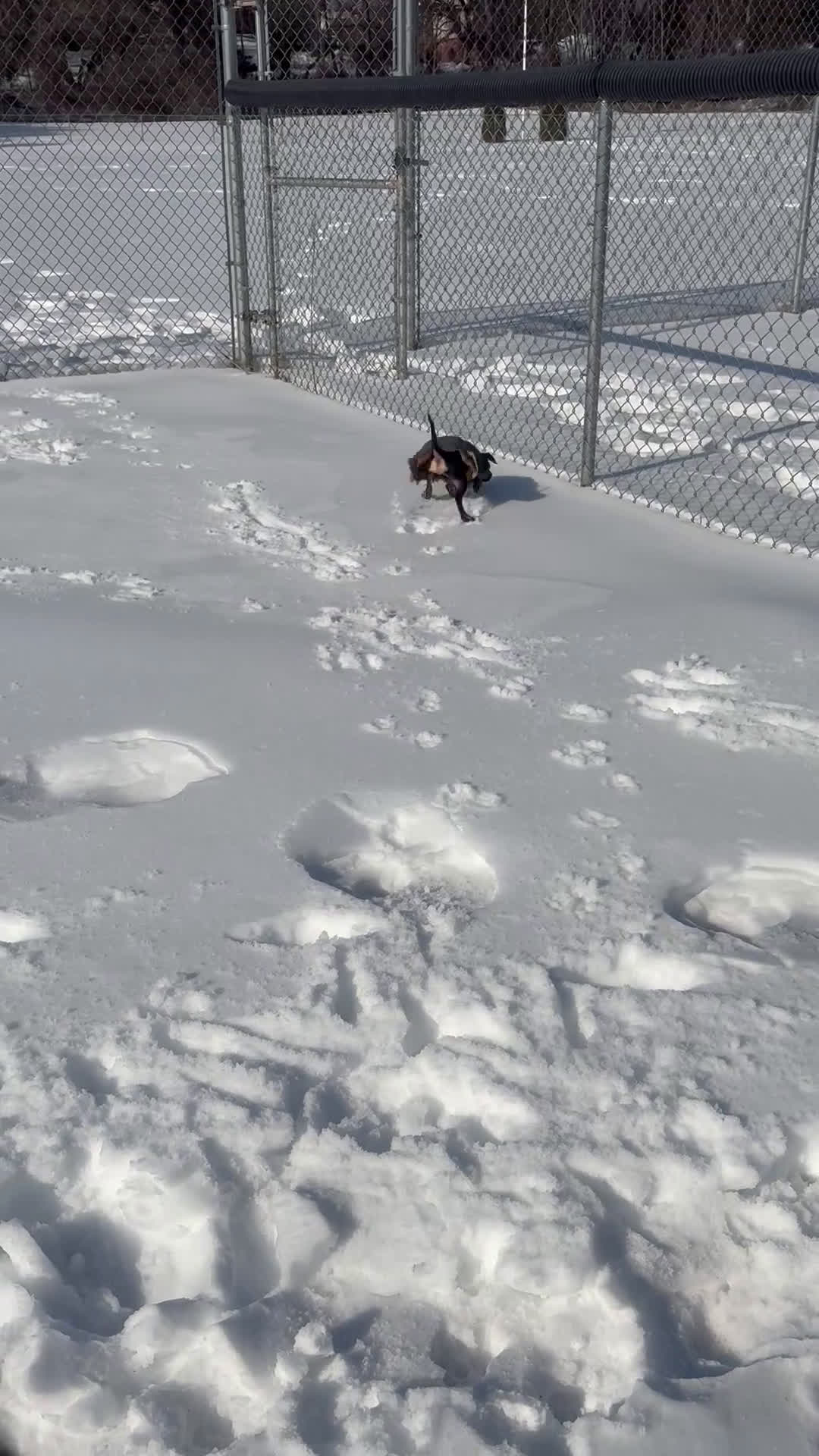 Mixed Breed dogs for sale: Pocket Pet 1 - Video 3