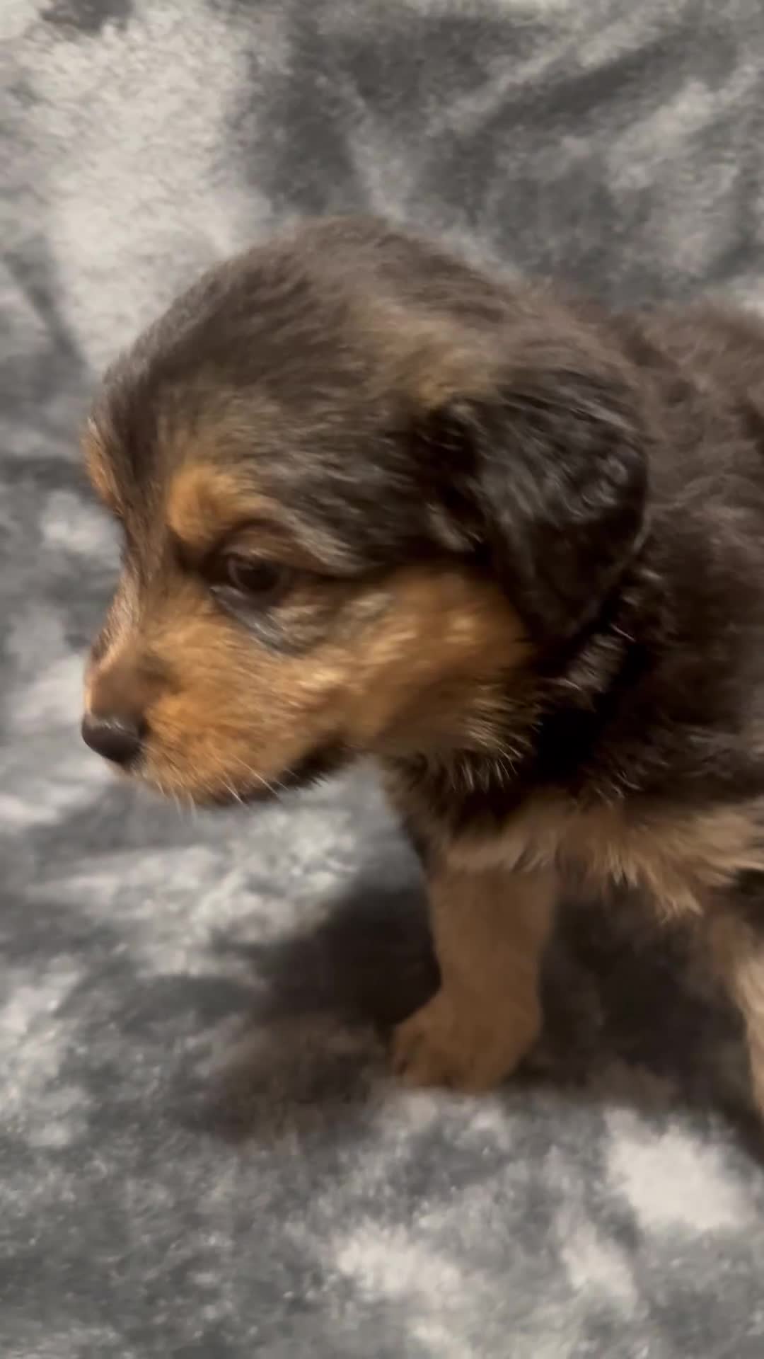 Australian Shepherd dogs for sale: Frankie - Video 1