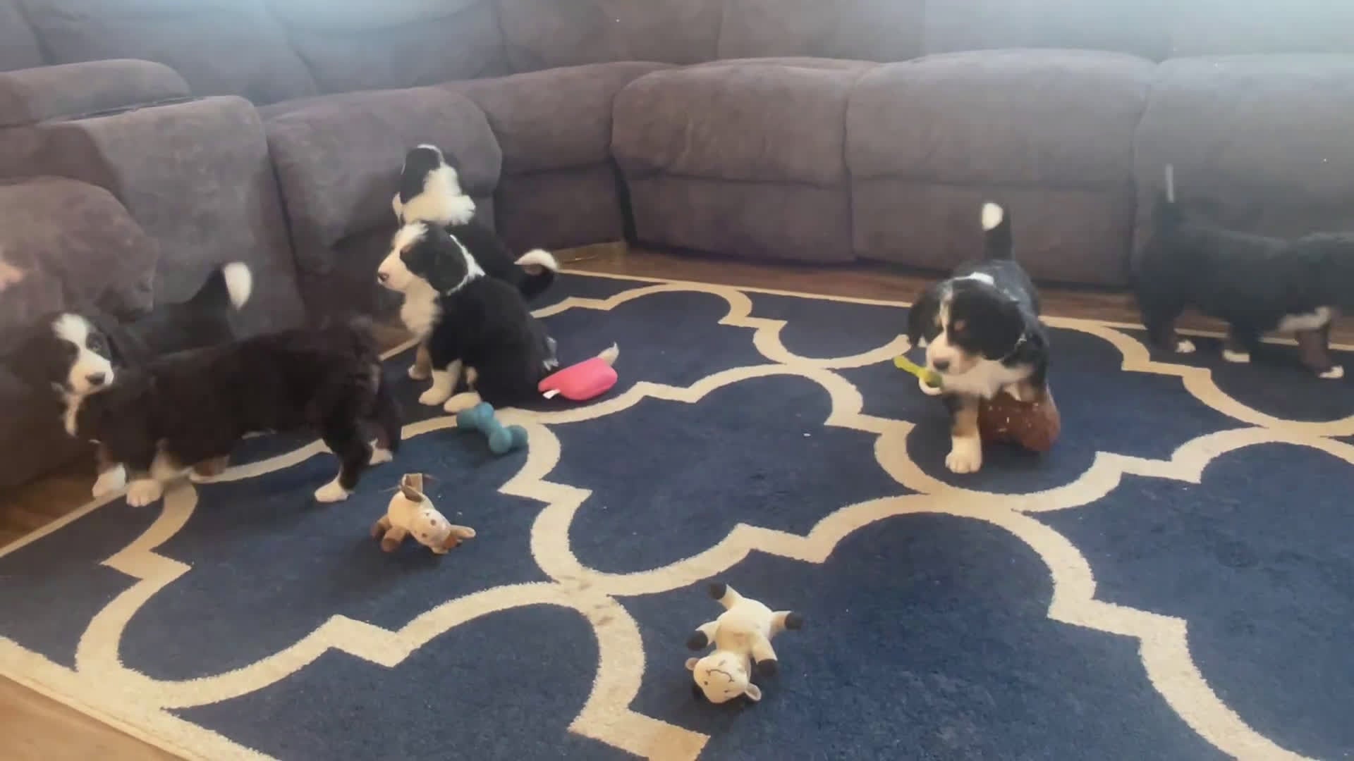 Bernedoodle dogs for sale: Ms. Valerie - Video 1