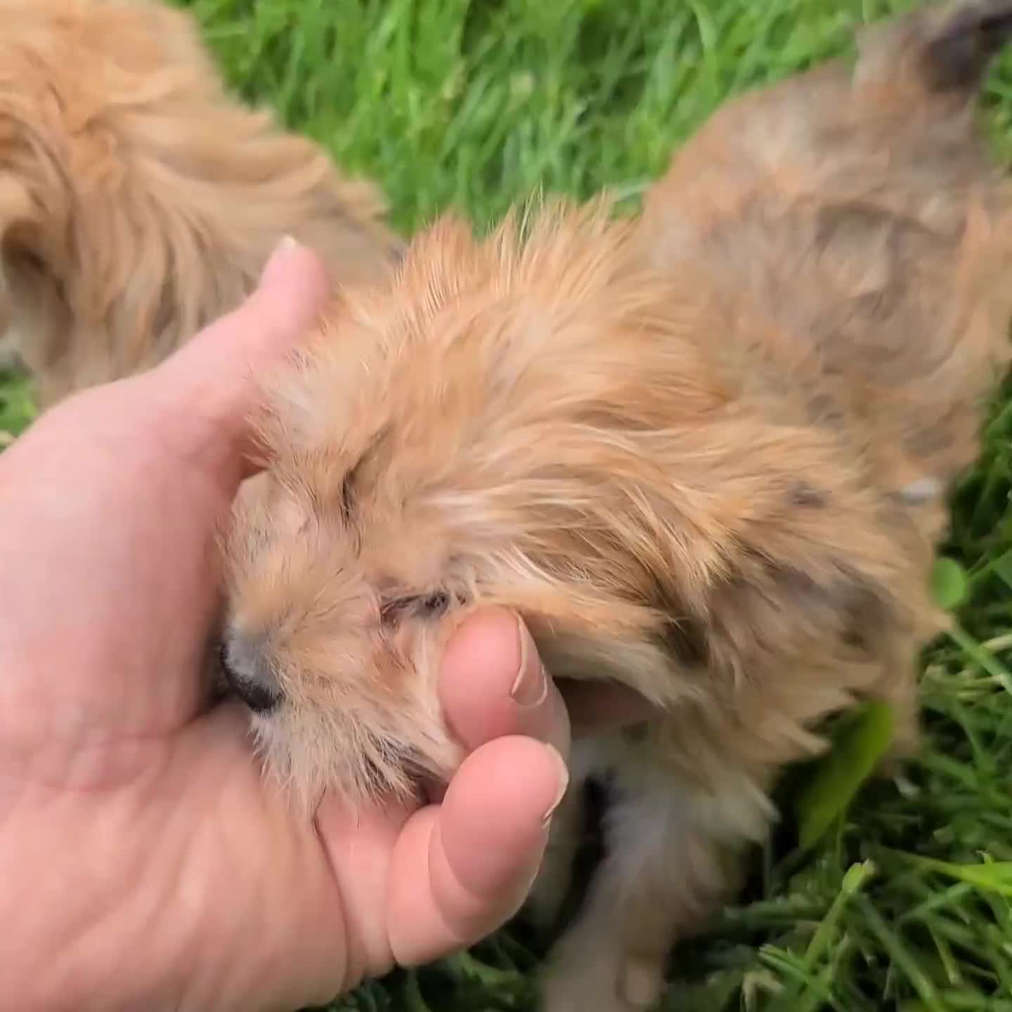 Morkie dogs for sale: Gary - Video 1