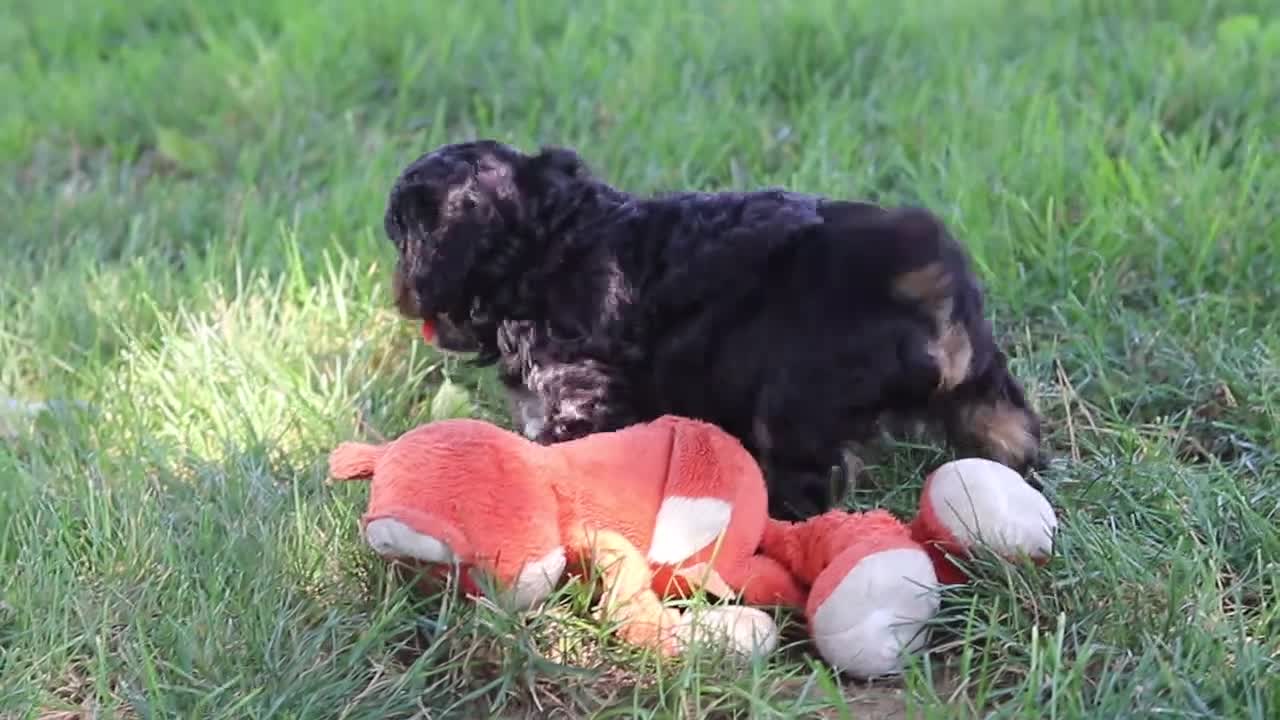 Cavapoo dogs for sale: Logan - Video 2