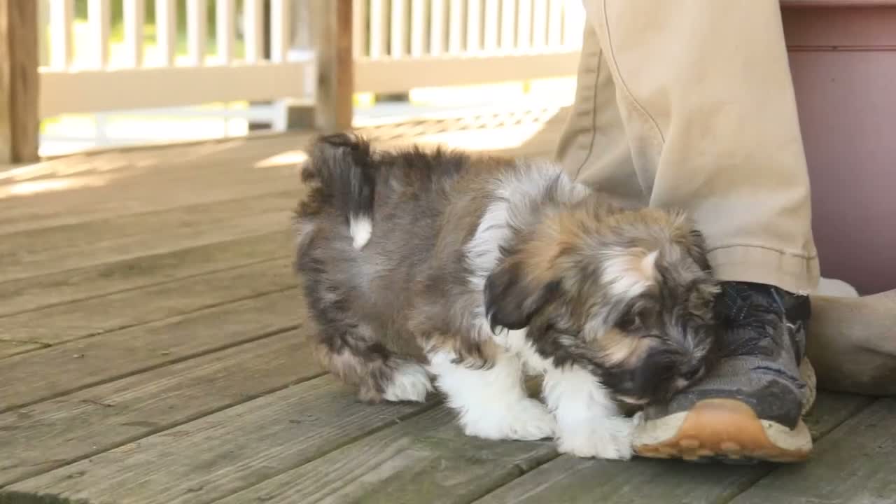 Havanese dogs for sale: Atlas Havanese  - Video 1