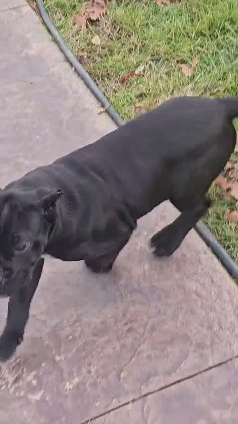 Cane Corso dogs for sale: QUEENIE - Video 2