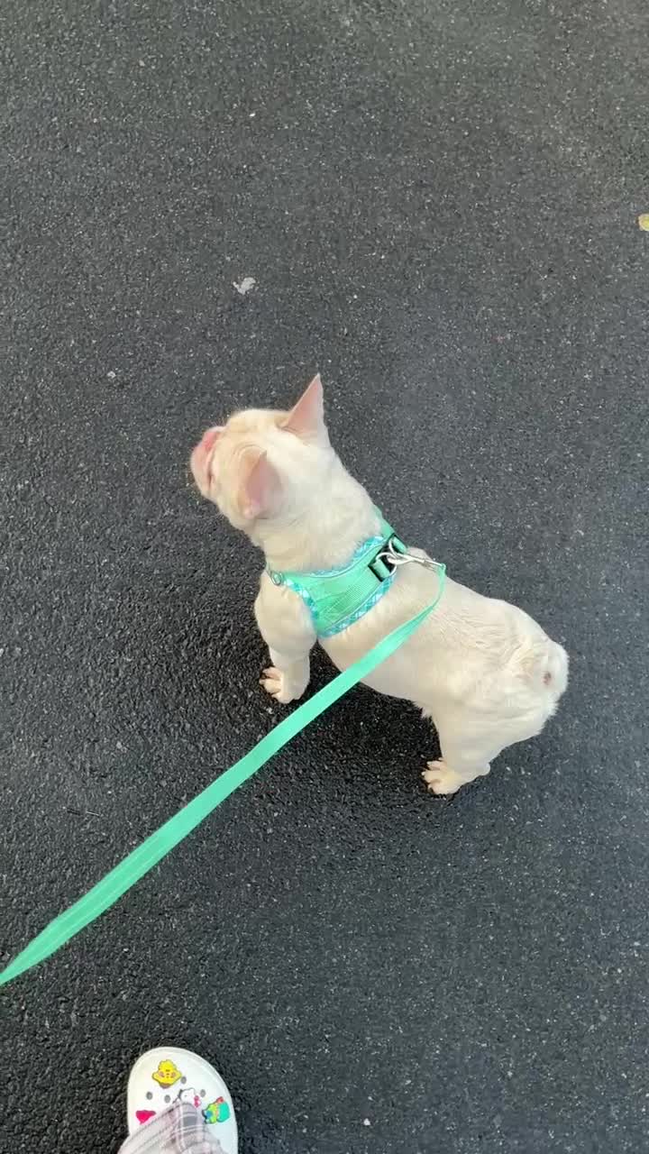 French Bulldog dogs for sale: Pinky Pie - Video 1