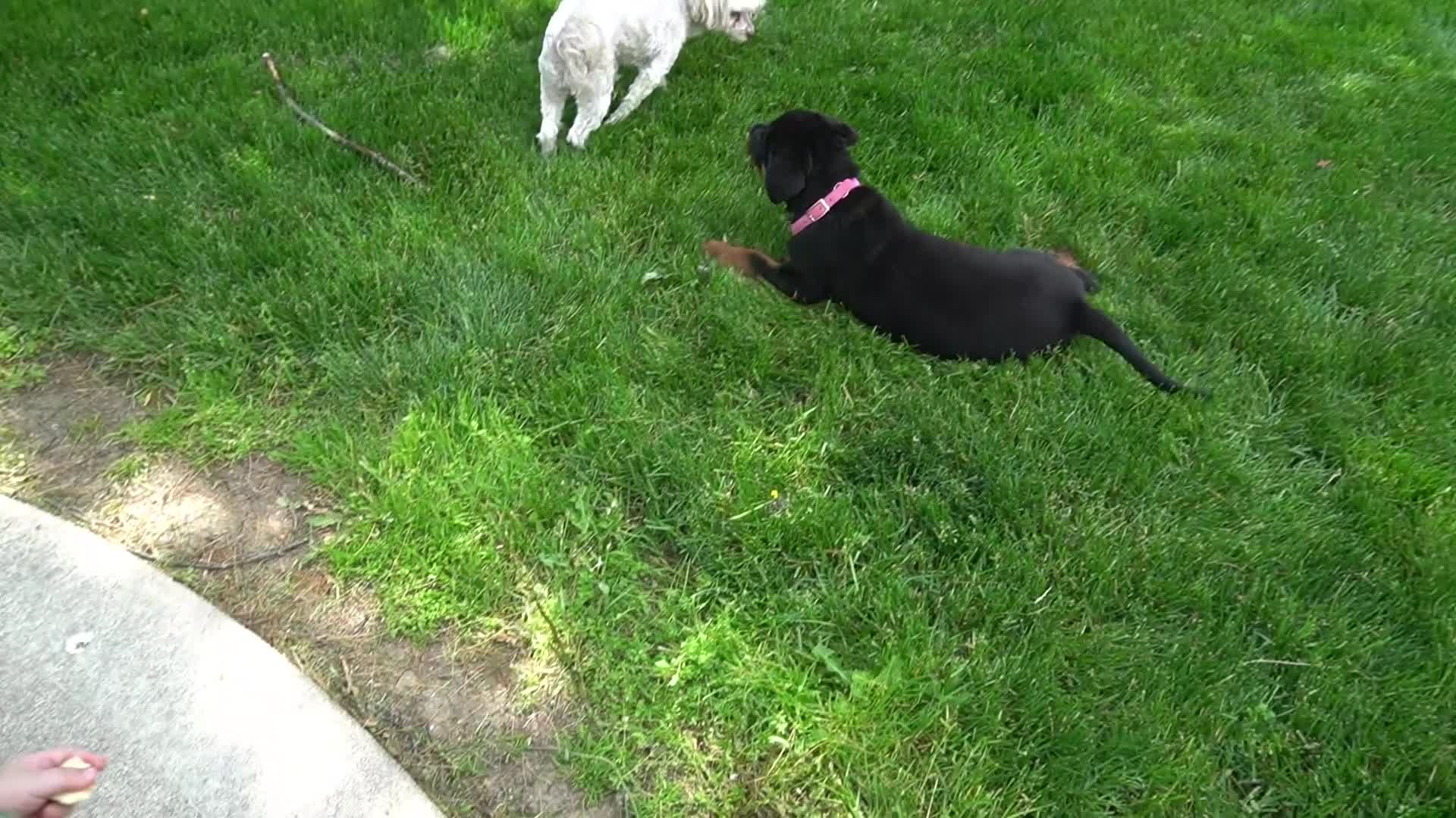 Rottweiler dogs for sale: Lily  - Video 1