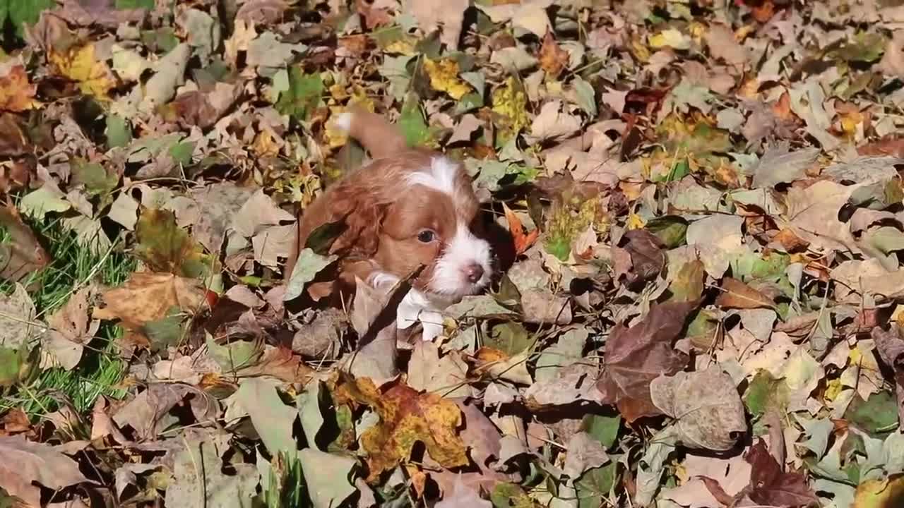 Cavapoo dogs for sale: Goldie - Video 2
