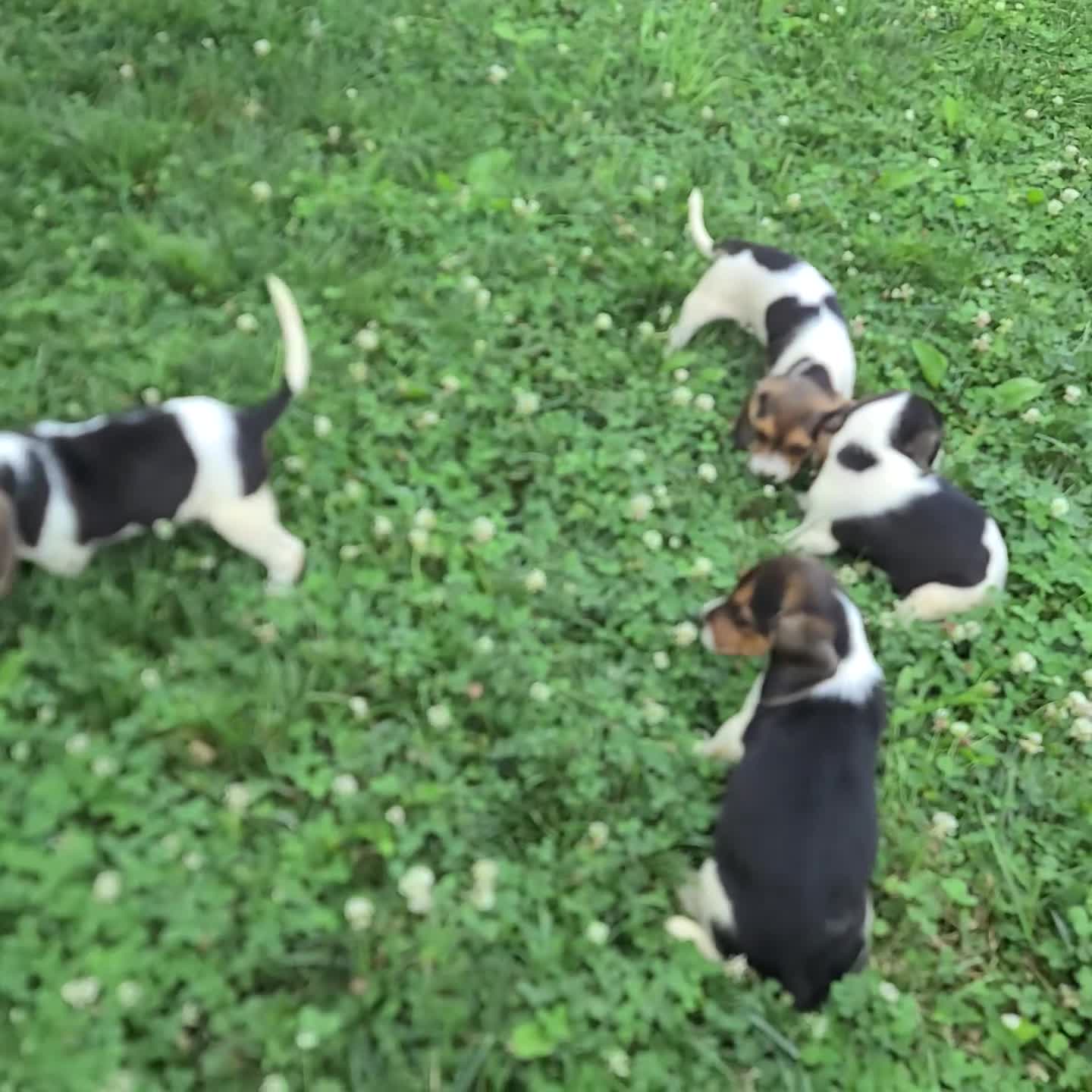 Beagle dogs for sale: Houston - Video 1