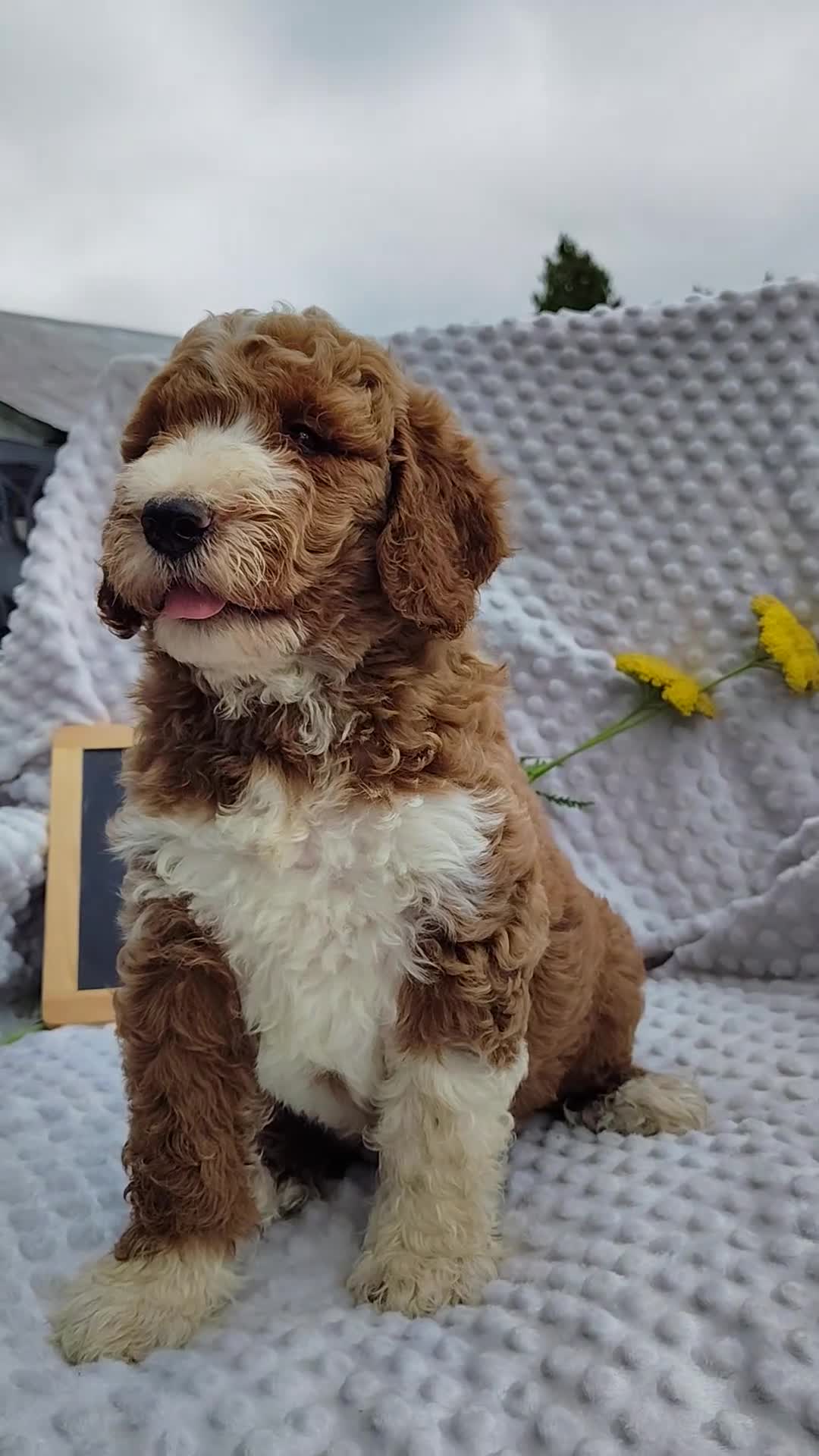 Mini Goldendoodle dogs for sale: Toby - Video 2