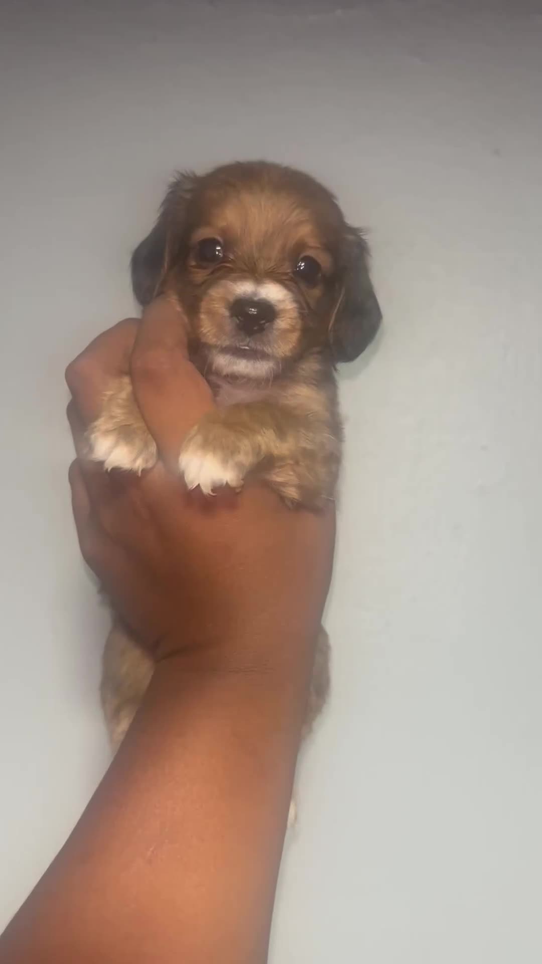Mixed Breed dogs for sale: Wonder biscuit 🐶 🍞  - Video 1