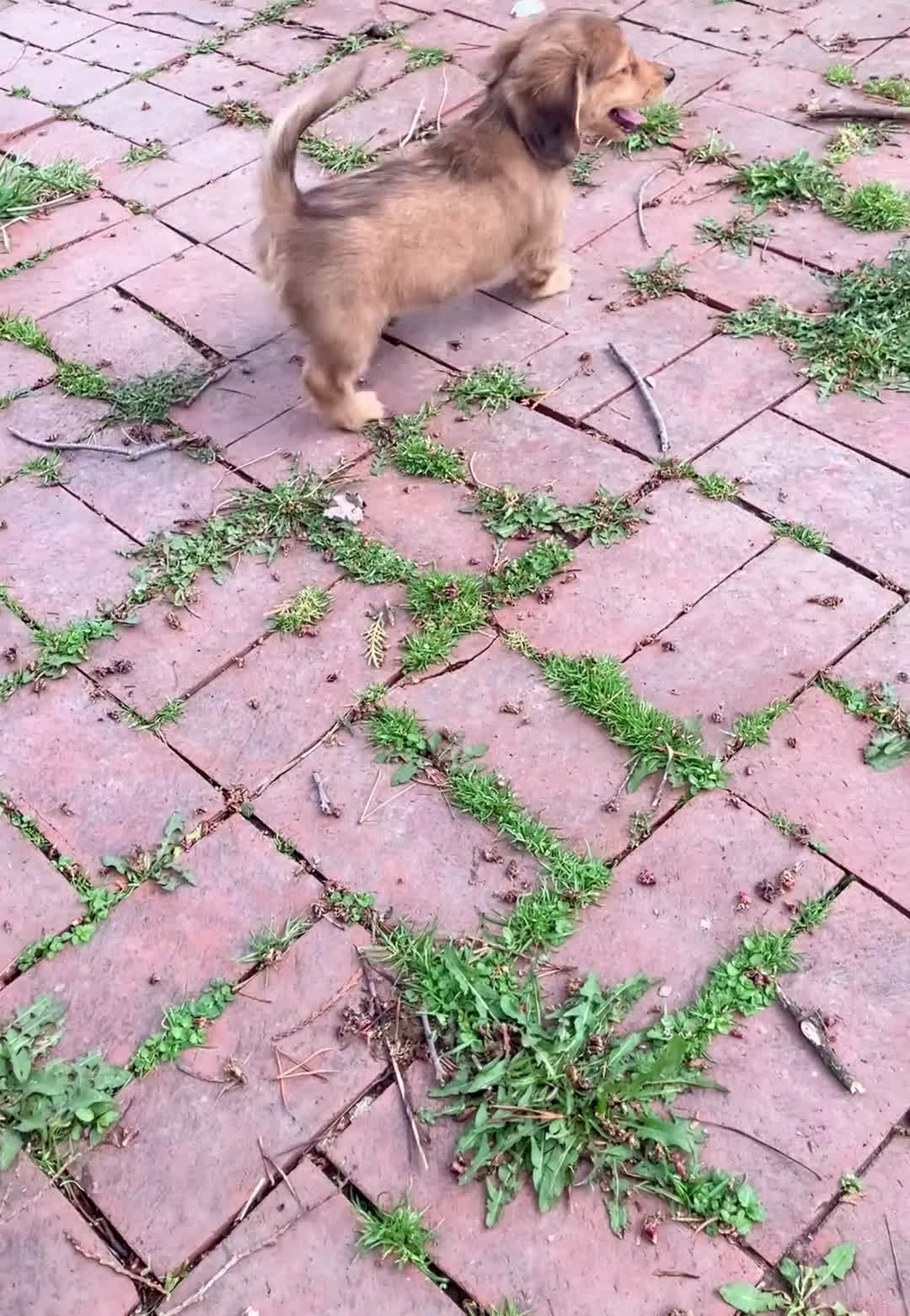 Miniature Dachshund dogs for sale: Coco Bean of St. Wiggles - Video 1