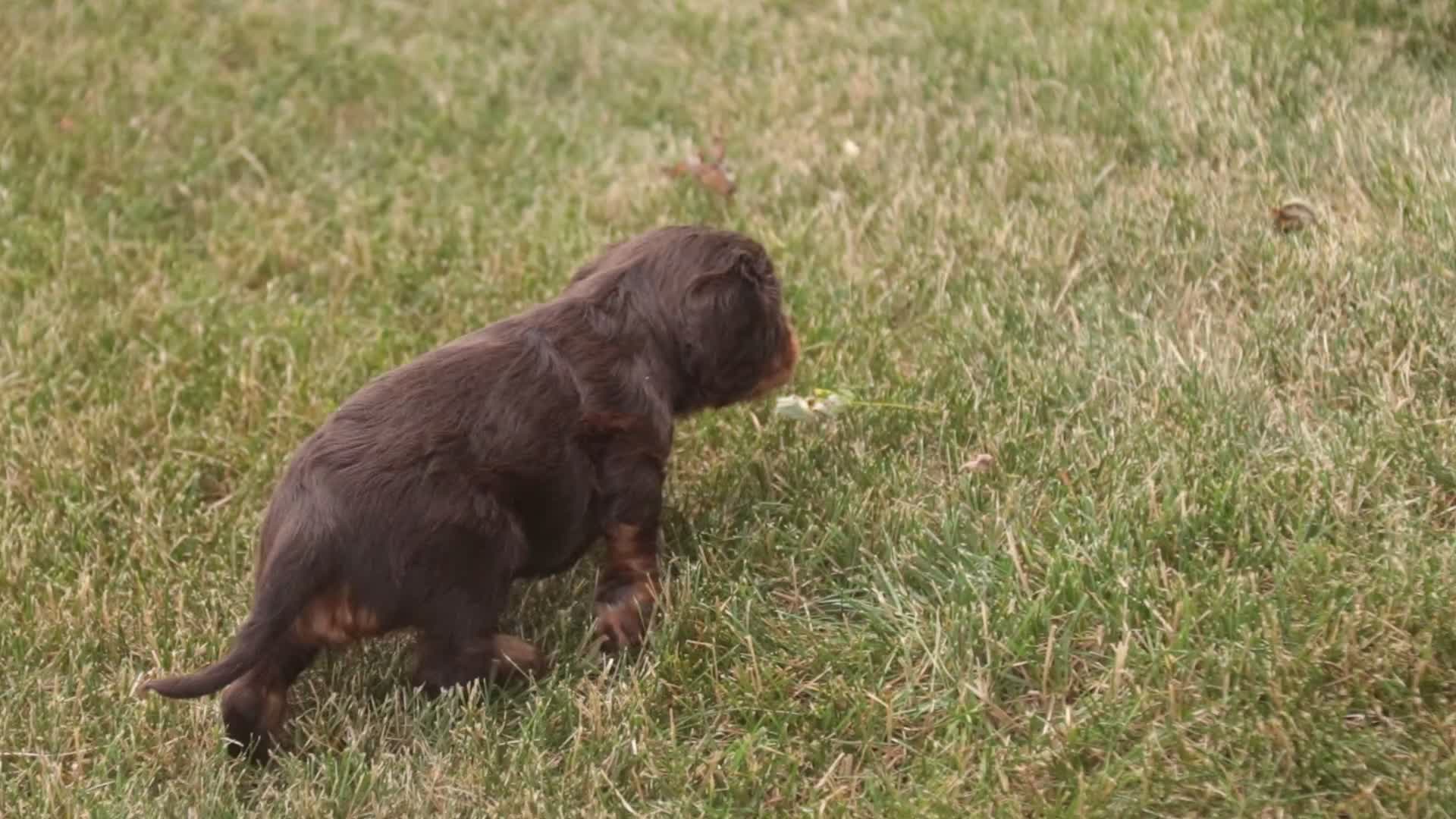 Cavalier King Charles Spaniel dogs for sale: Penelope Cavalier King Charles Spaniel  - Video 1