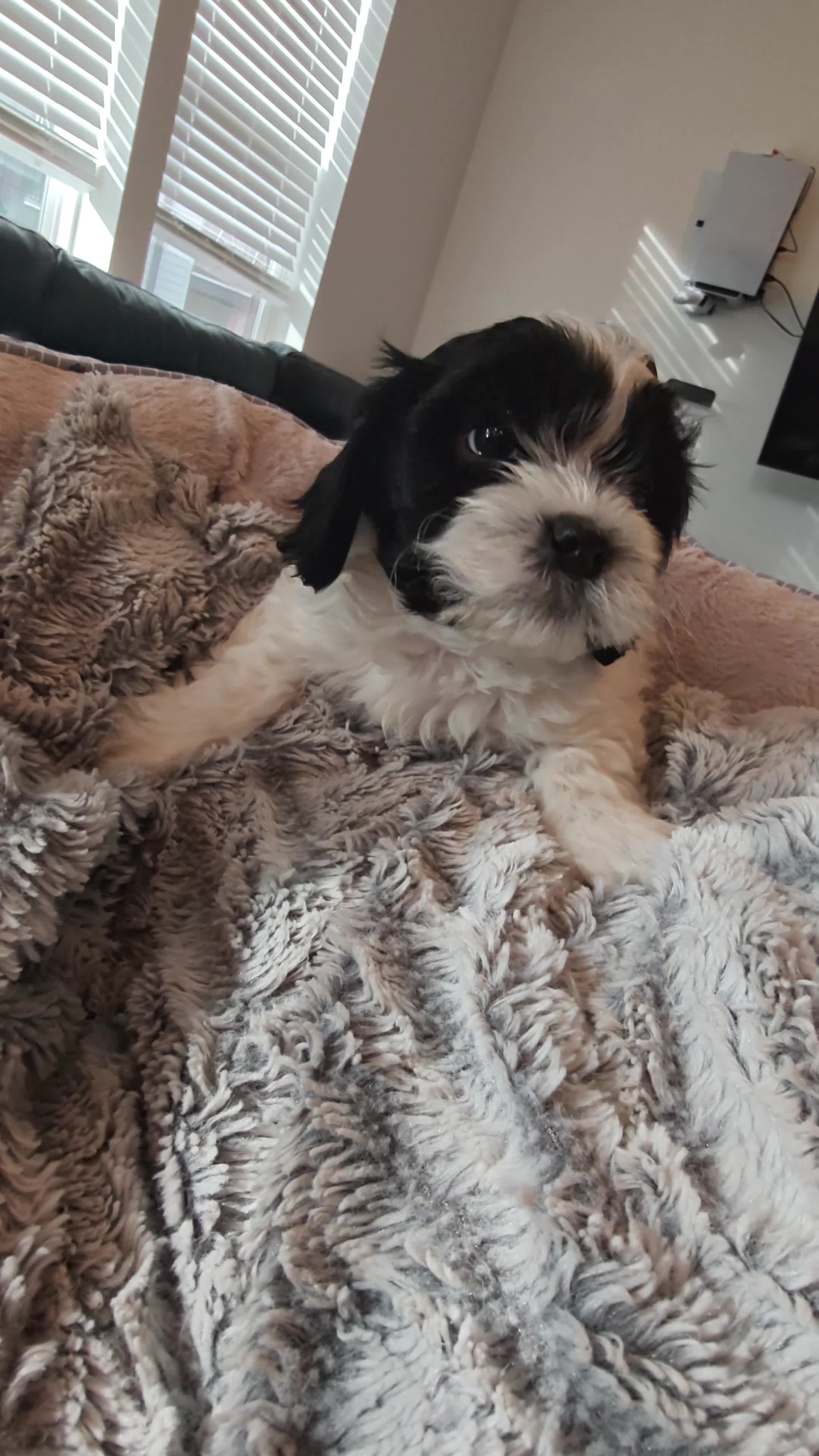 Mixed Breed dogs for sale: Chungus - Video 1