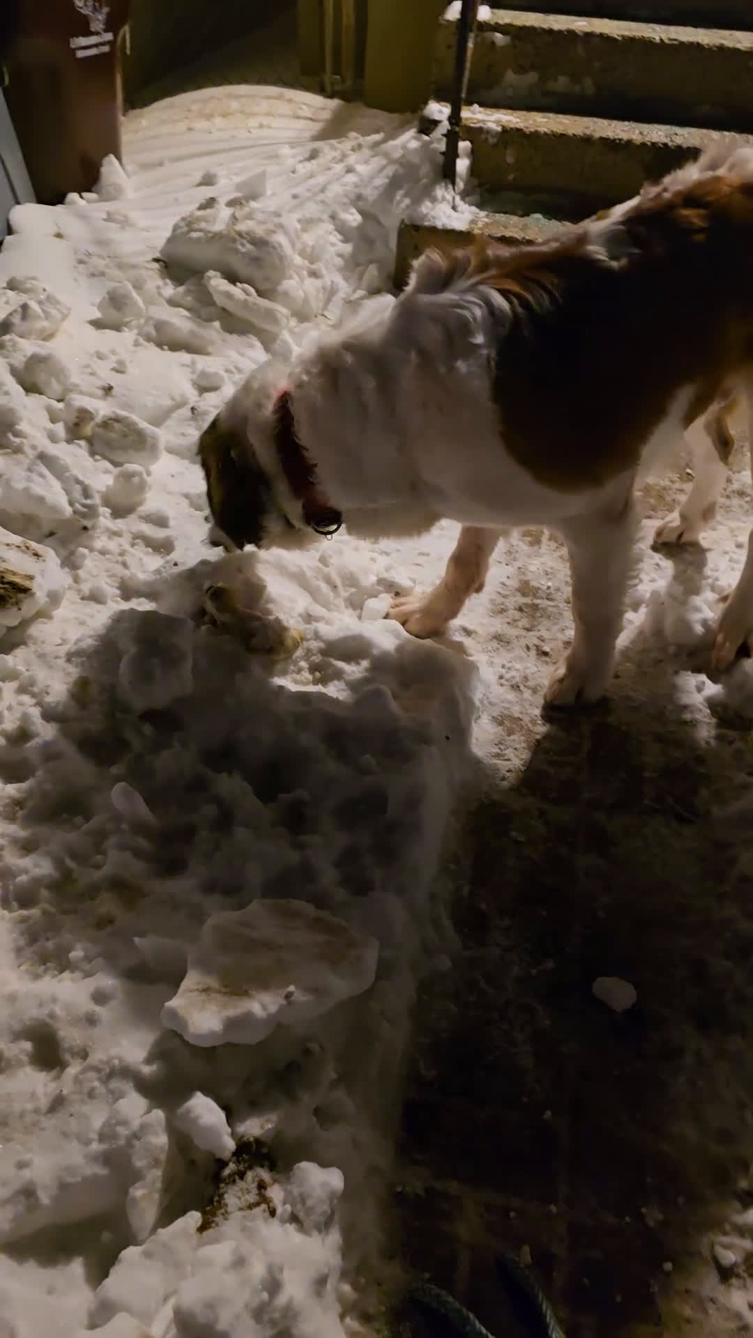 Saint Bernard dogs for sale: Saint Bernard Puppy 1 - Video 1