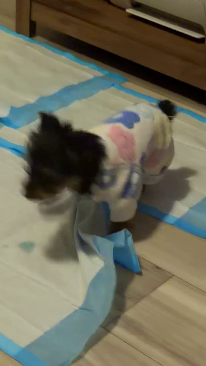 Yorkshire Terrier dogs for sale: Yorkshire Terrier Puppy 1 - Video 1