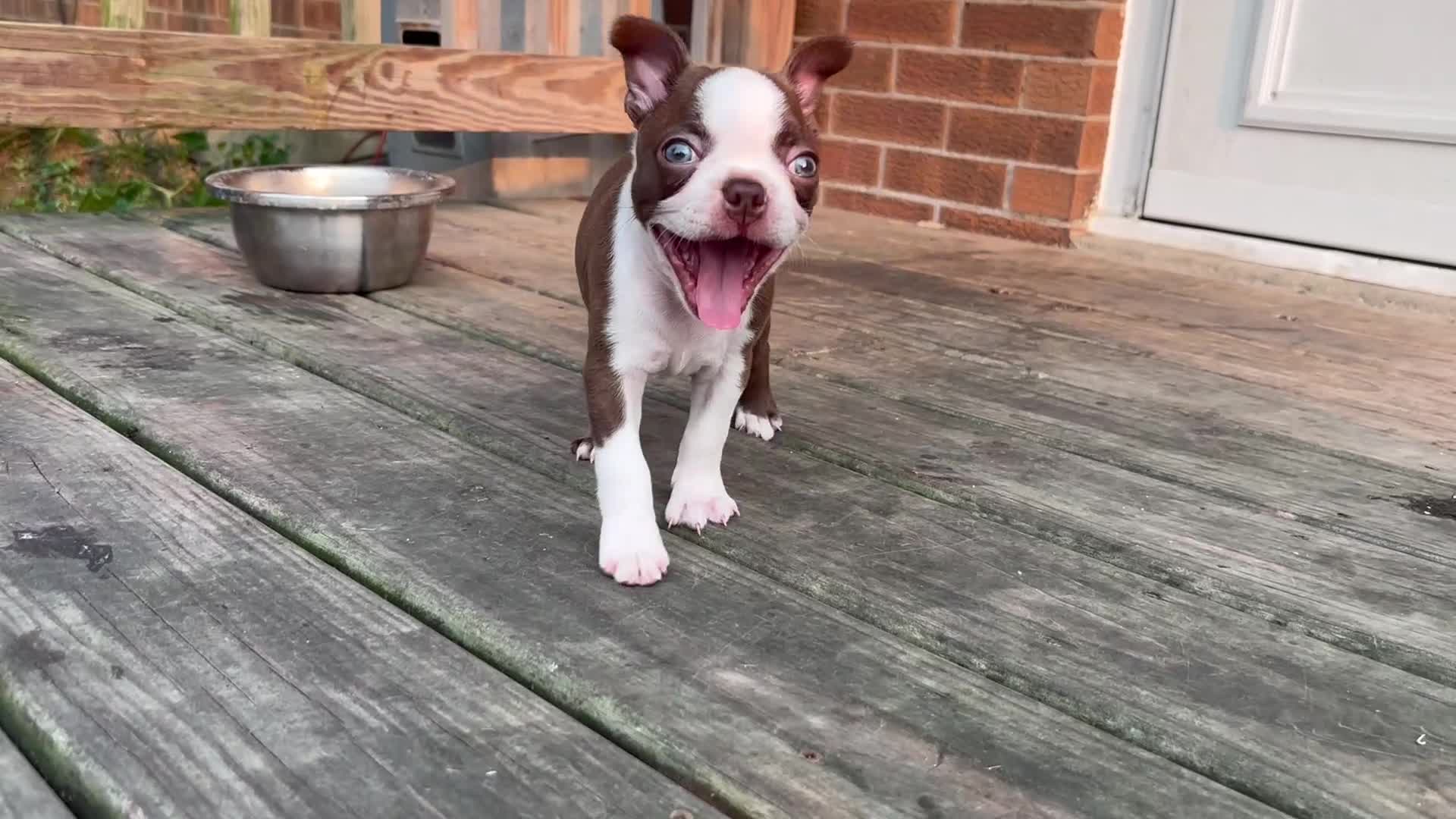 Boston Terrier dogs for sale: Pebbie - Video 2