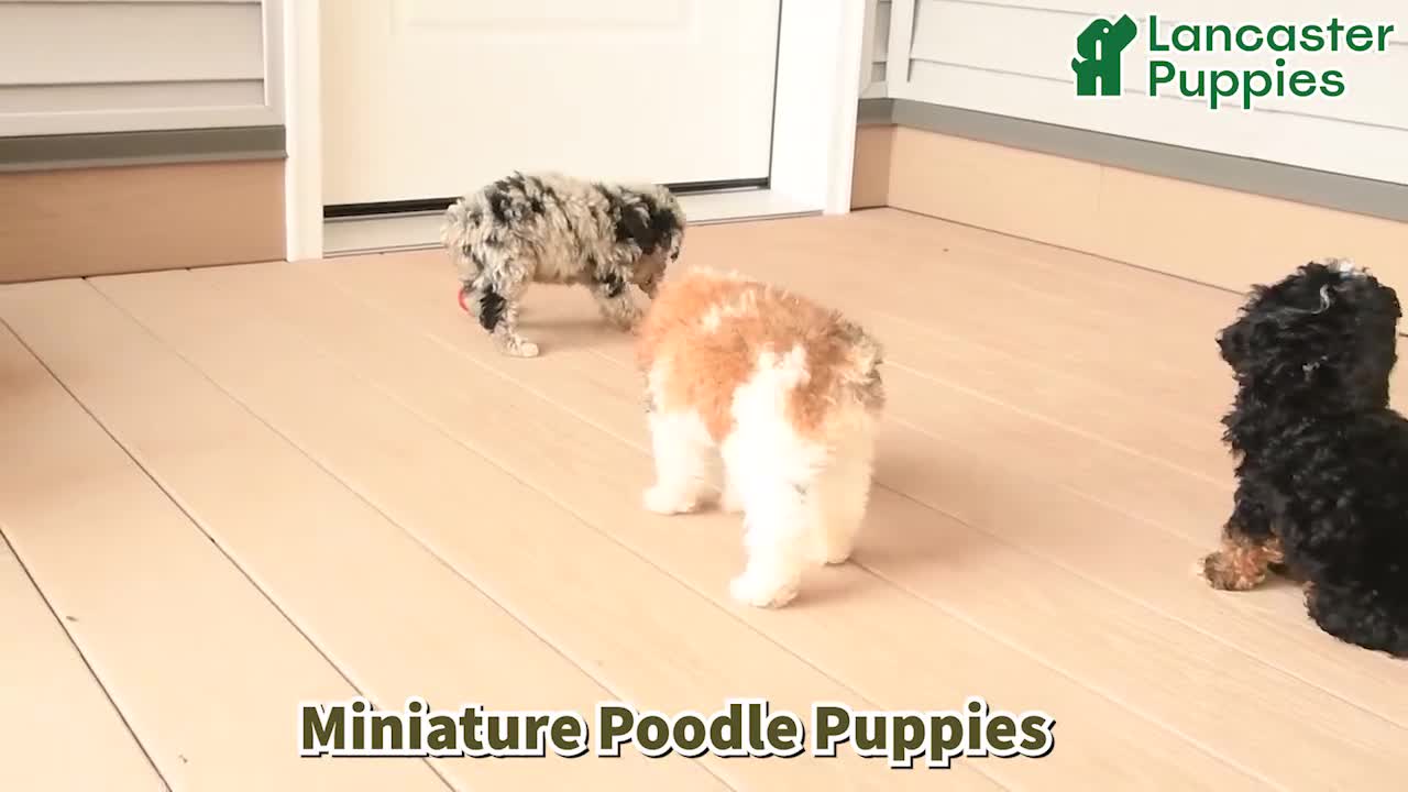 Miniature Poodle dogs for sale: Kingston - Video 1