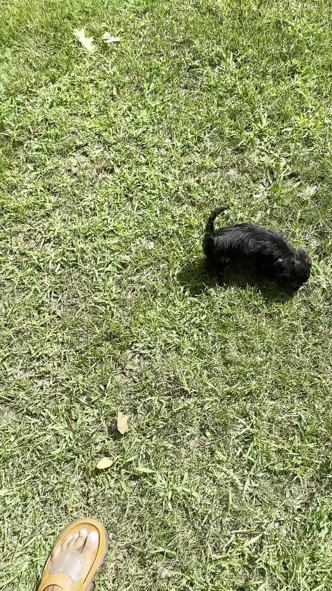 Yorkiepoo dogs for sale: Jonah - Video 1