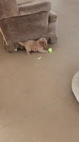 Cavapoo dogs for sale: Tribute - Video 1