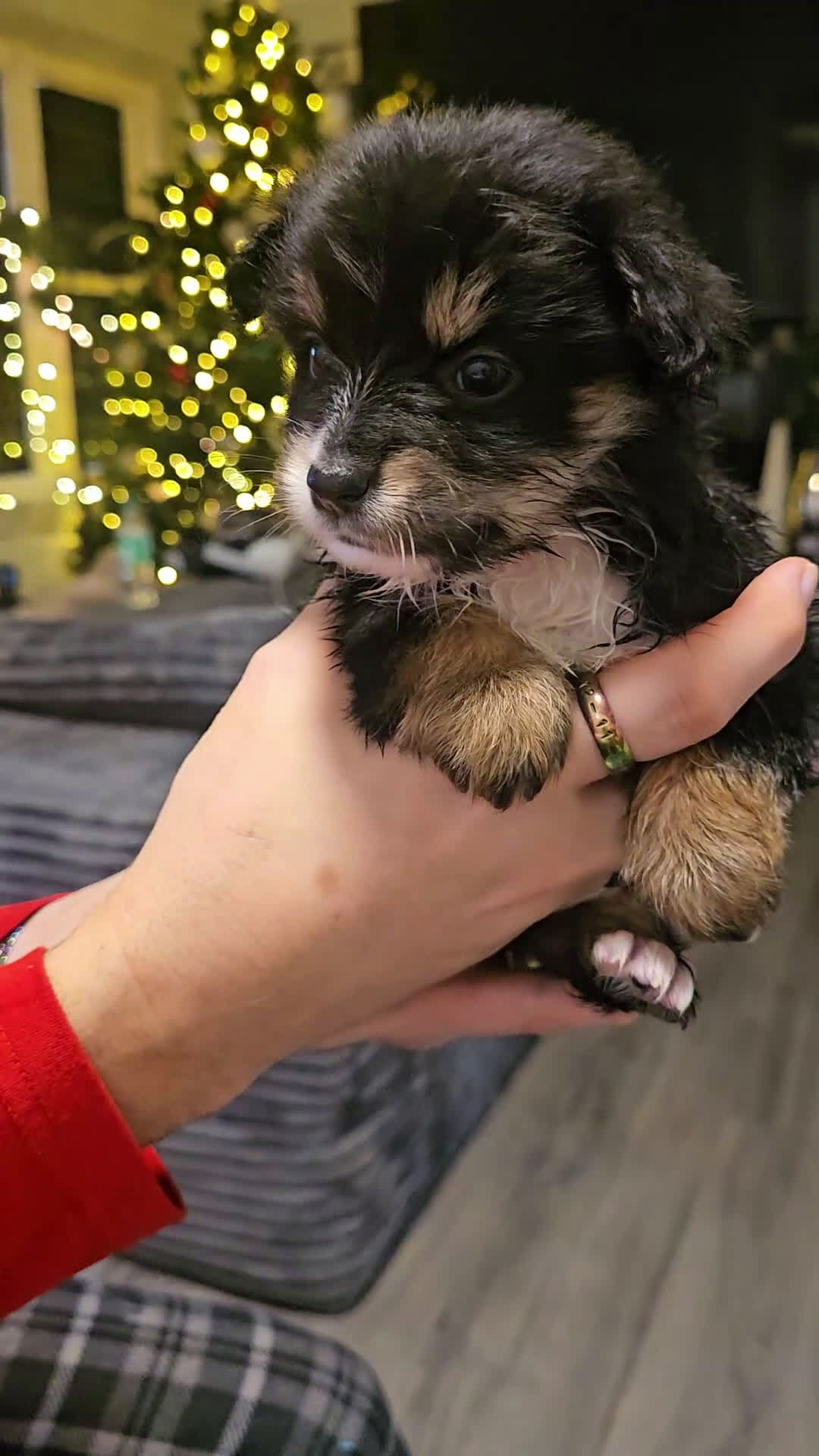 Mixed Breed dogs for sale: The Enchanted Pomalier 🐾 - Video 3