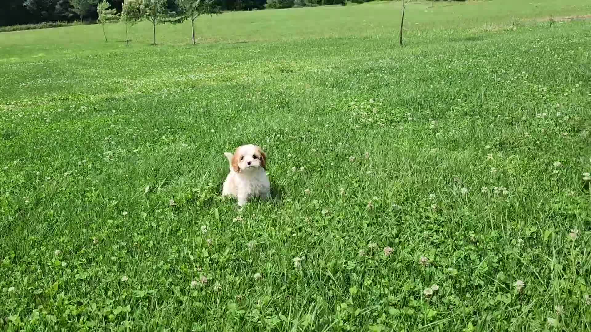 Cavapoo dogs for sale: Button  - Video 1