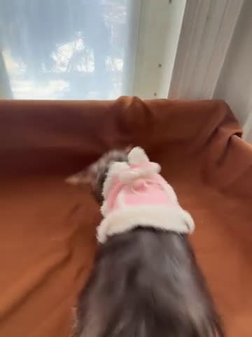 Morkie dogs for sale: Gucci  - Video 4