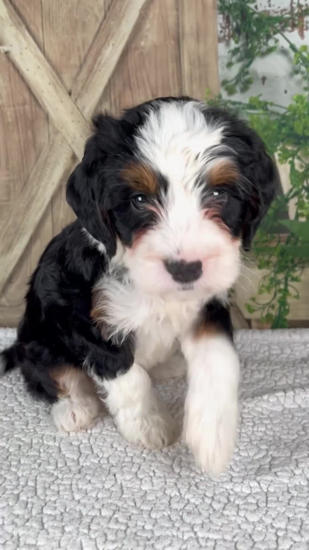 Mini Bernedoodle dogs for sale: Tiffany - Video 1