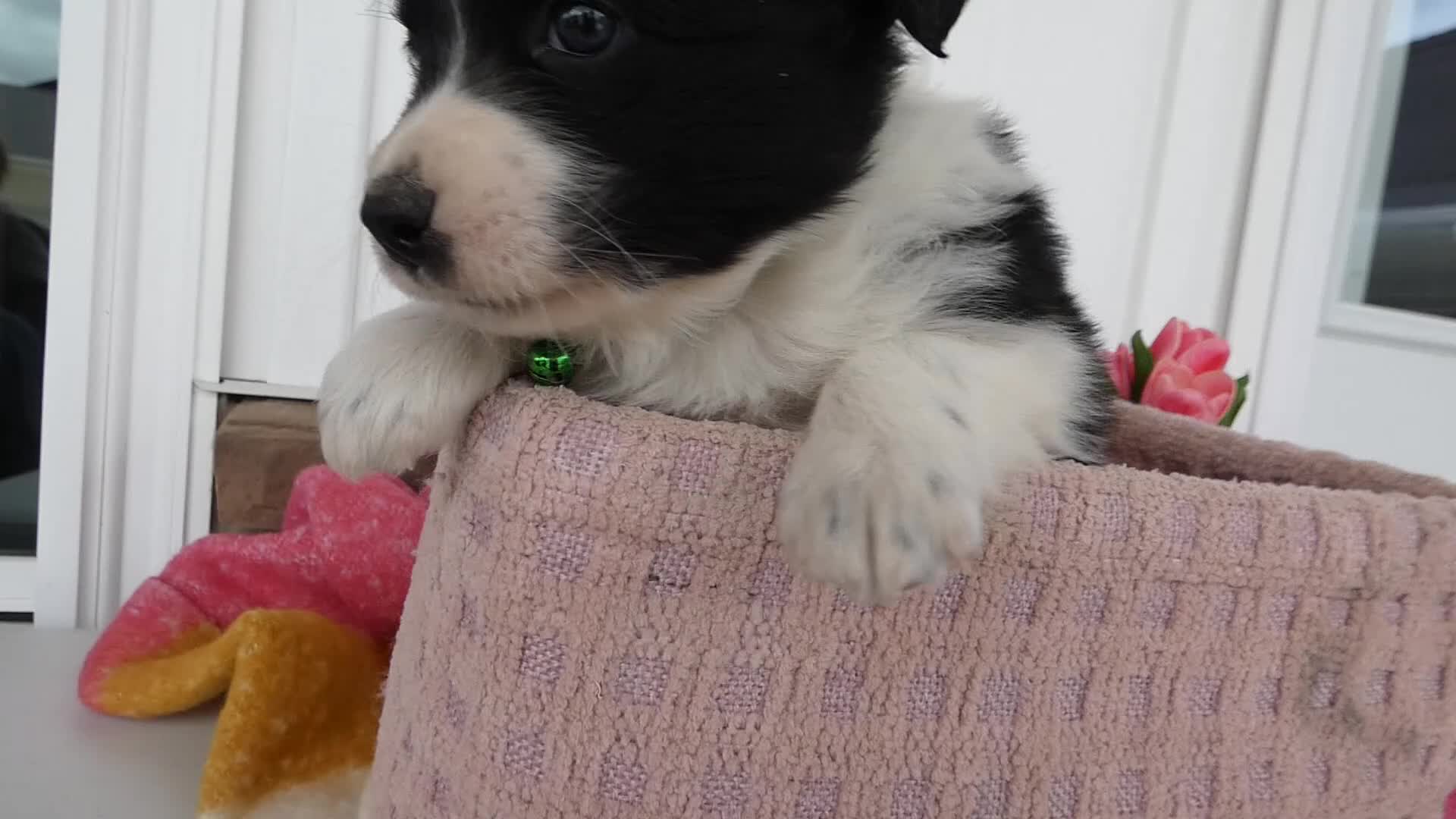 Border Collie dogs for sale: Border Collie Puppy 2 Patrick - Video 1