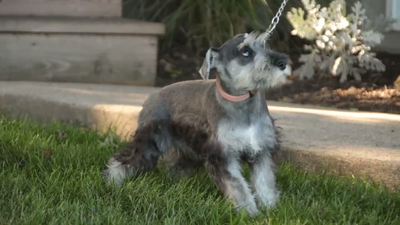 Miniature Schnauzer dogs for sale: Qeleigh Miniature Schnauzer (crate and leash Trained) - Video 1