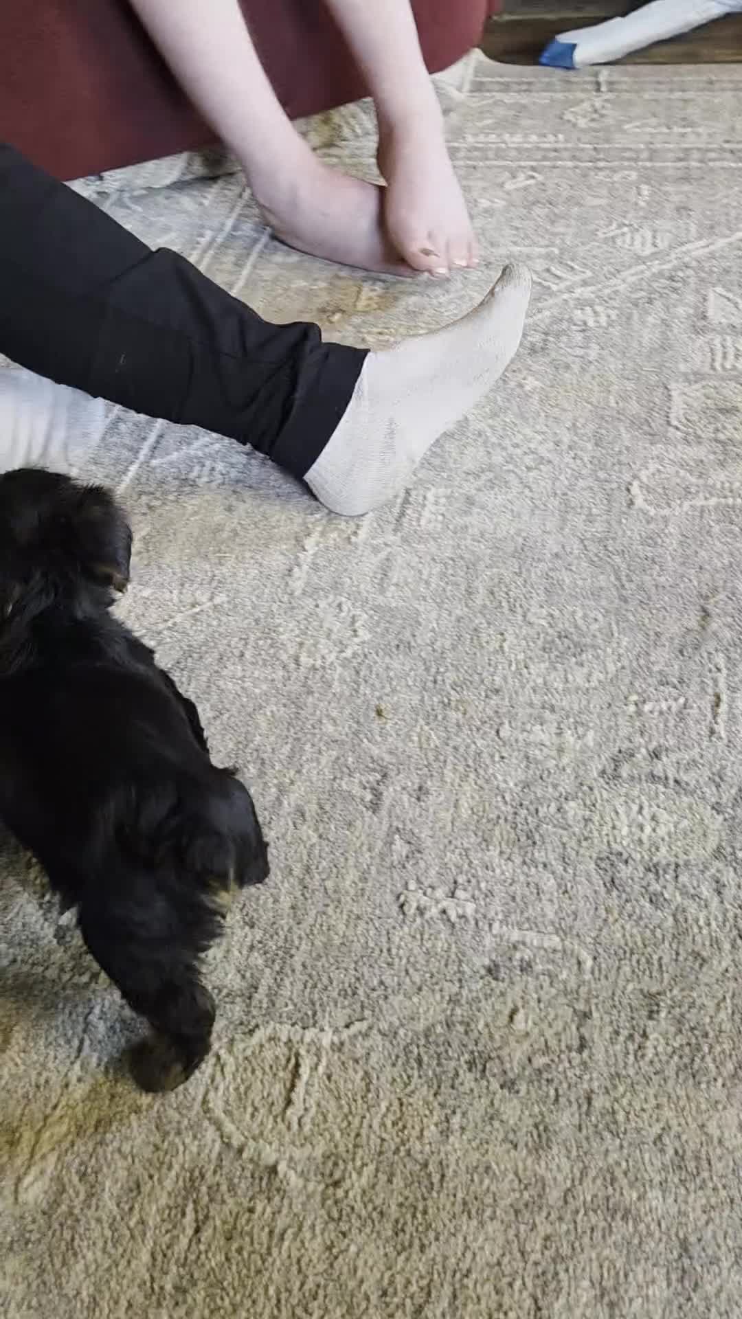Yorkshire Terrier dogs for sale: Reba - Video 1