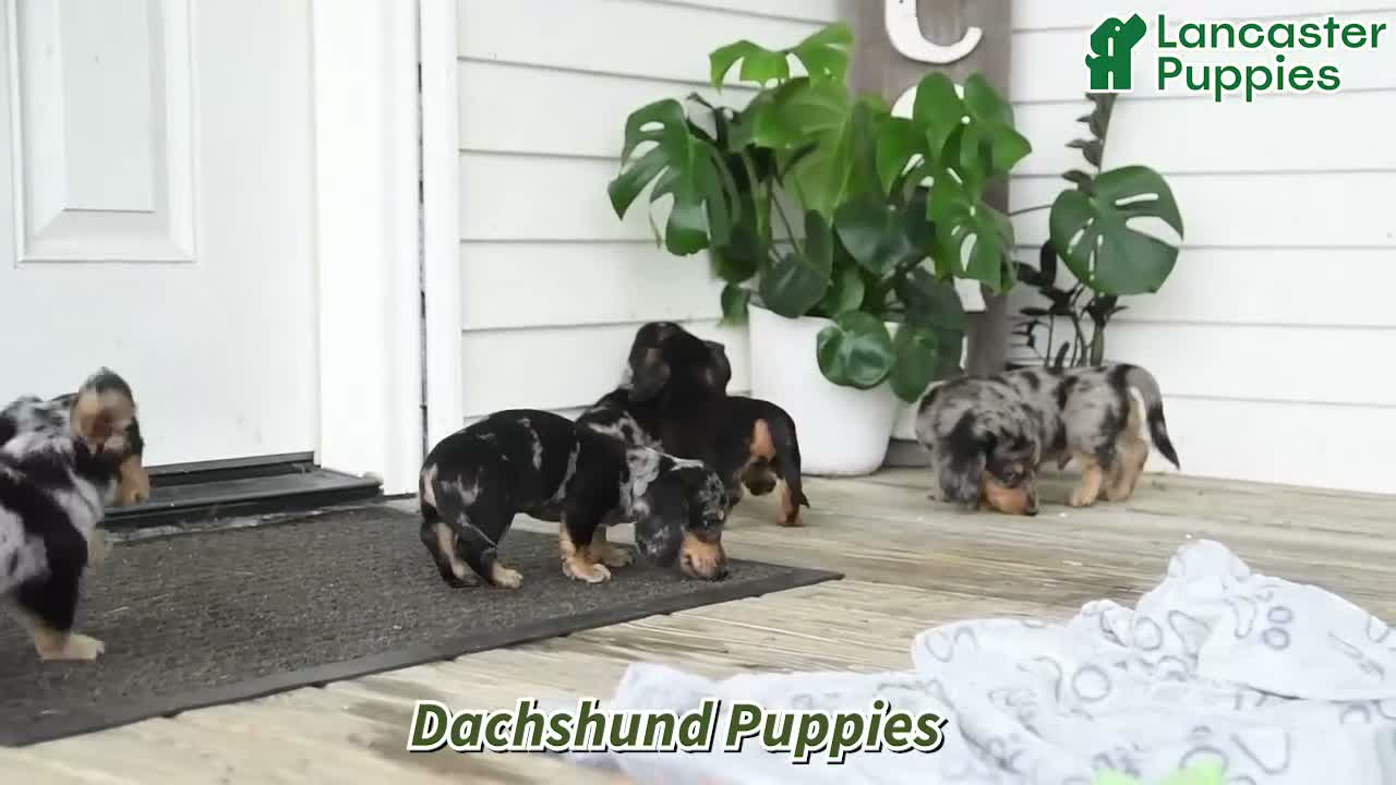 Dachshund dogs for sale: Toby - Video 1